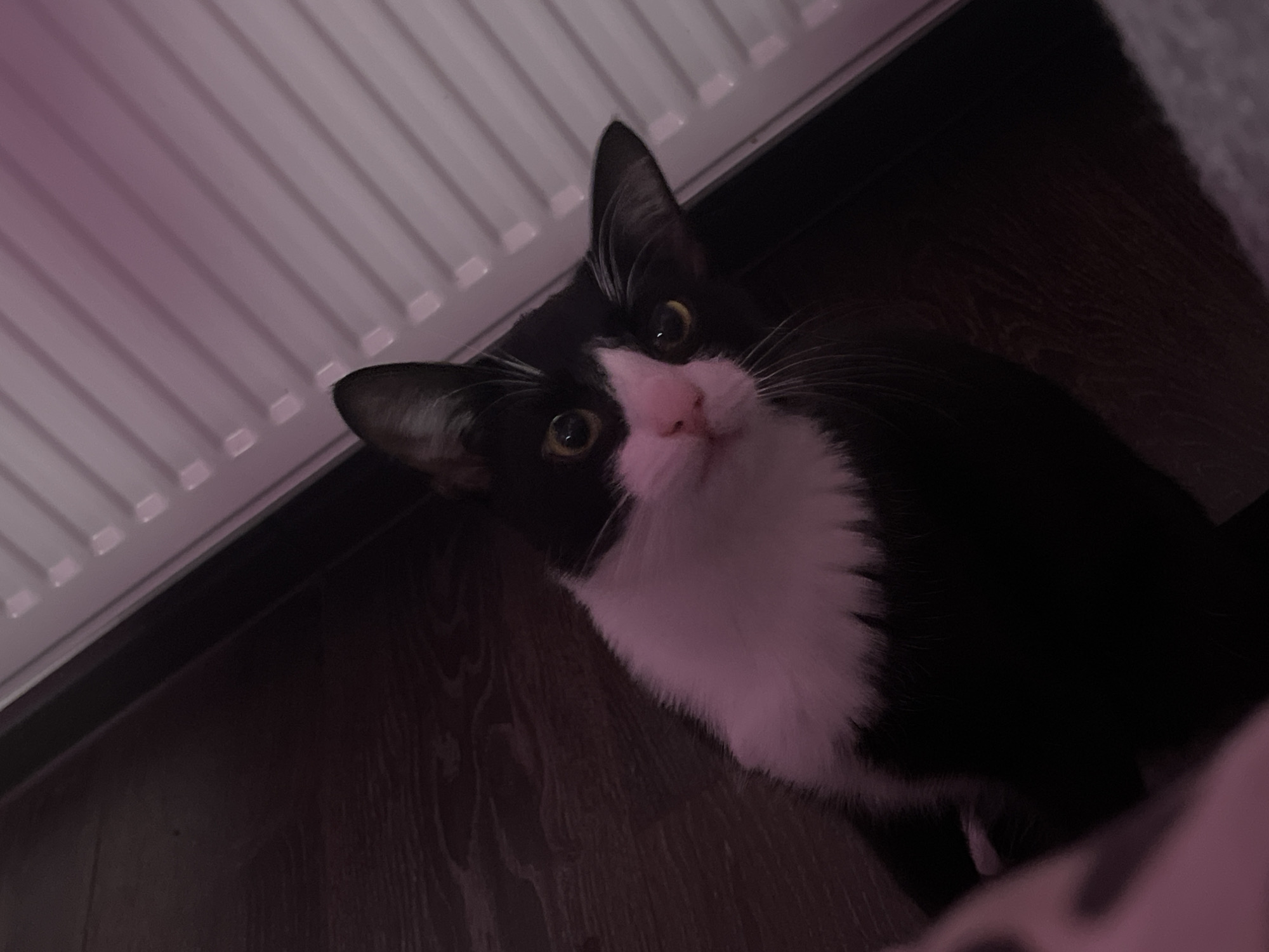 A black and white cat with yellow eyes is looking up at the camera. It is positioned near a radiator and a wooden floor. The image's location in Saint Petersburg, Russia cannot be determined based on the visual content.