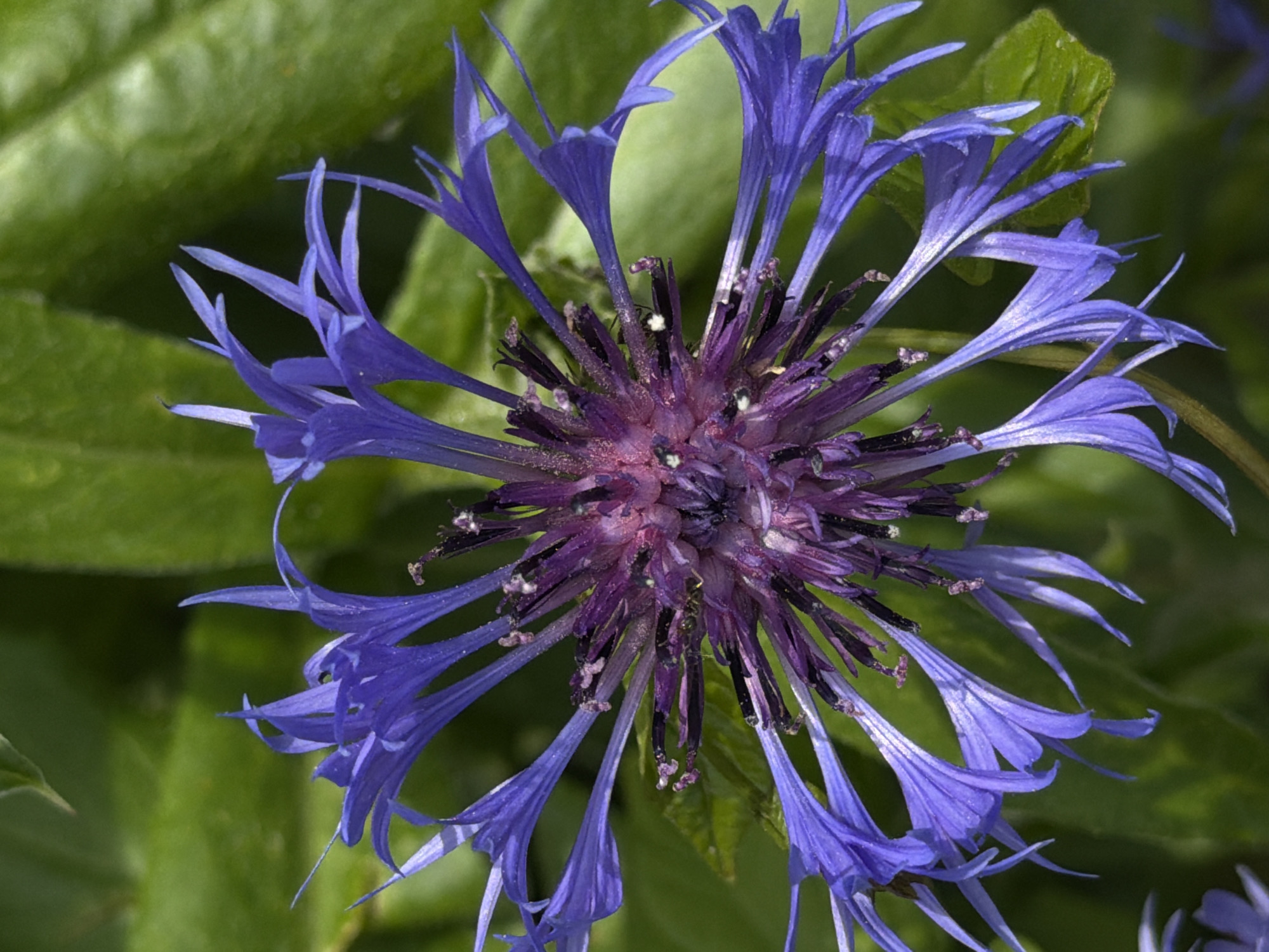 A close-up, top-down shot captures a vibrant blue and purple flower, likely a cornflower or similar thistle-type bloom. The flower dominates the frame, showcasing its intricate details. Its outer petals are a vivid, almost iridescent blue-violet, elongated and notched at the tips, radiating outwards. The central part of the flower is a dense cluster of much shorter, spiky florets in shades of deep purple and magenta. Some tiny white specks, possibly pollen or small debris, are visible within the central disk. The lighting is bright and natural, suggesting the photograph was taken outdoors during the daytime under clear conditions. The background is composed of softly blurred green foliage, creating a shallow depth of field that highlights the sharp details and rich colors of the flower. No activity or text is visible.
