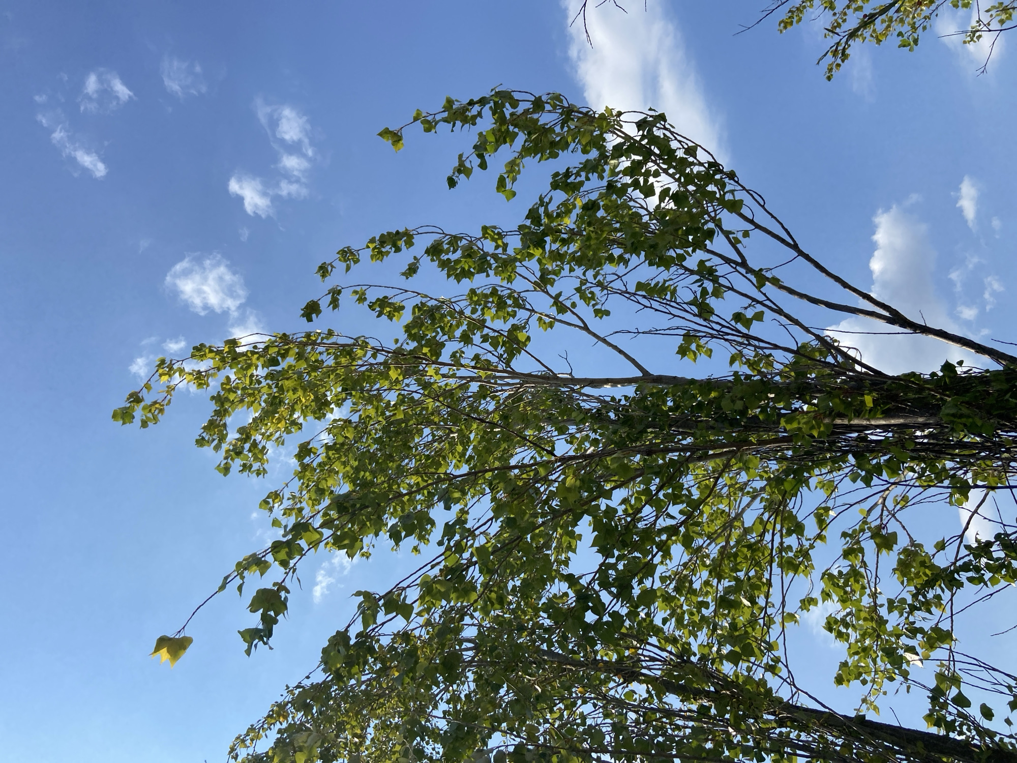 The image shows a bright, clear blue sky with scattered white clouds. In the foreground, the tops of several tall, slender trees with green leaves are visible, reaching towards the sky. The leaves are light green and appear to be rustling, suggesting a gentle breeze. The branches of the trees are thin and dark, contrasting with the vibrant green foliage. One yellow leaf is prominently displayed on a branch in the upper left corner. The scene is outdoors, with the perspective looking upwards from below the trees. The location is identified as Куйбышевское сельское поселение, Ukraine. There are no people or animals visible in the image. The environment appears to be natural or park-like, characterized by trees and sky.