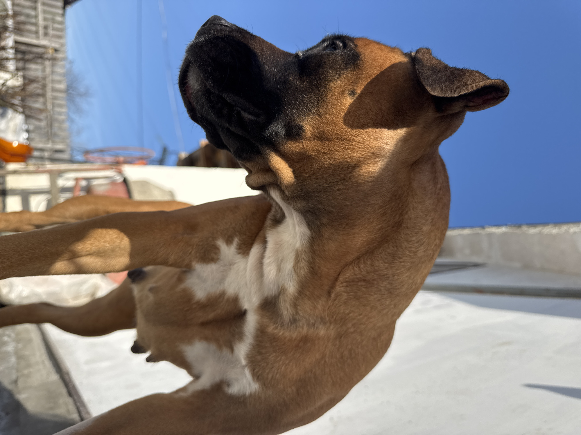 A brown and black dog with white markings on its chest is looking up towards the sky. The dog is standing on a white surface. The sky is blue. A building is visible in the background. The location is Chaikovsky, Russia.