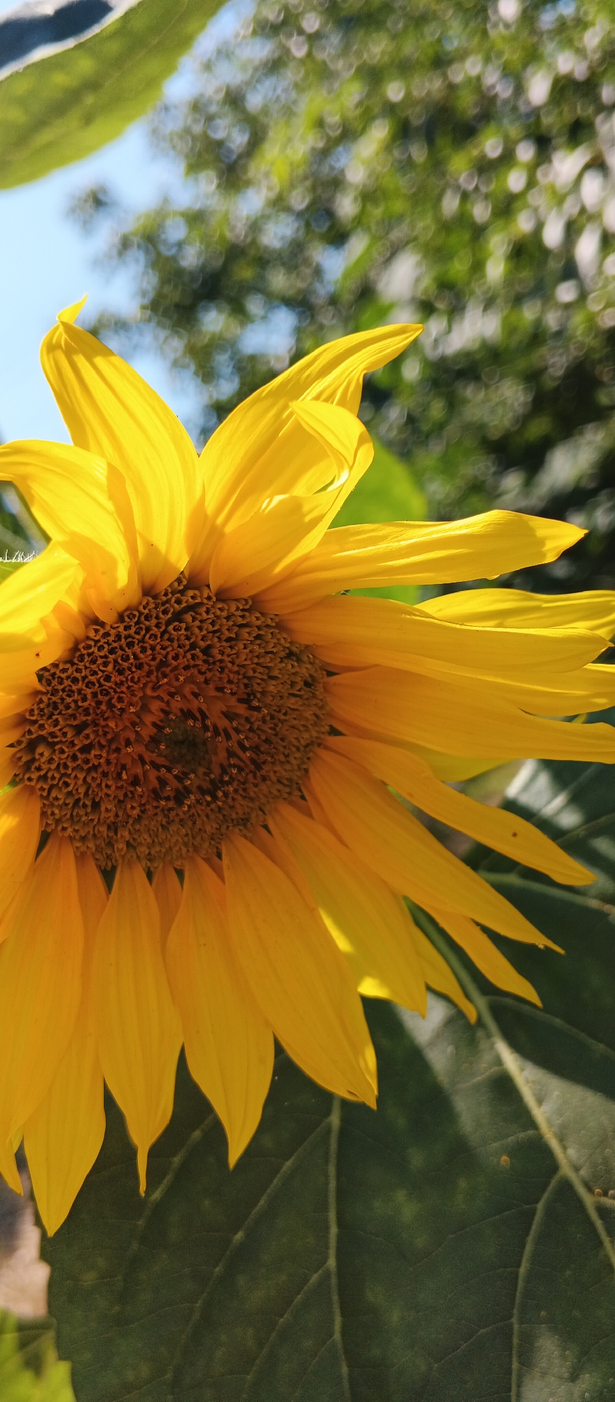 A close-up, vertical shot captures a portion of a sunflower. The flower's bright yellow petals radiate outwards from a dark, textured center filled with numerous seeds. The petals are illuminated by sunlight, casting shadows and highlighting their delicate structure. In the background, out-of-focus green leaves and dappled sunlight suggest an outdoor, natural setting, possibly a garden or park. The sky, a pale blue, is also visible in the upper left corner. There are no people or specific landmarks visible that would indicate a location in Smila, Ukraine. The overall impression is one of natural beauty and vibrant color.