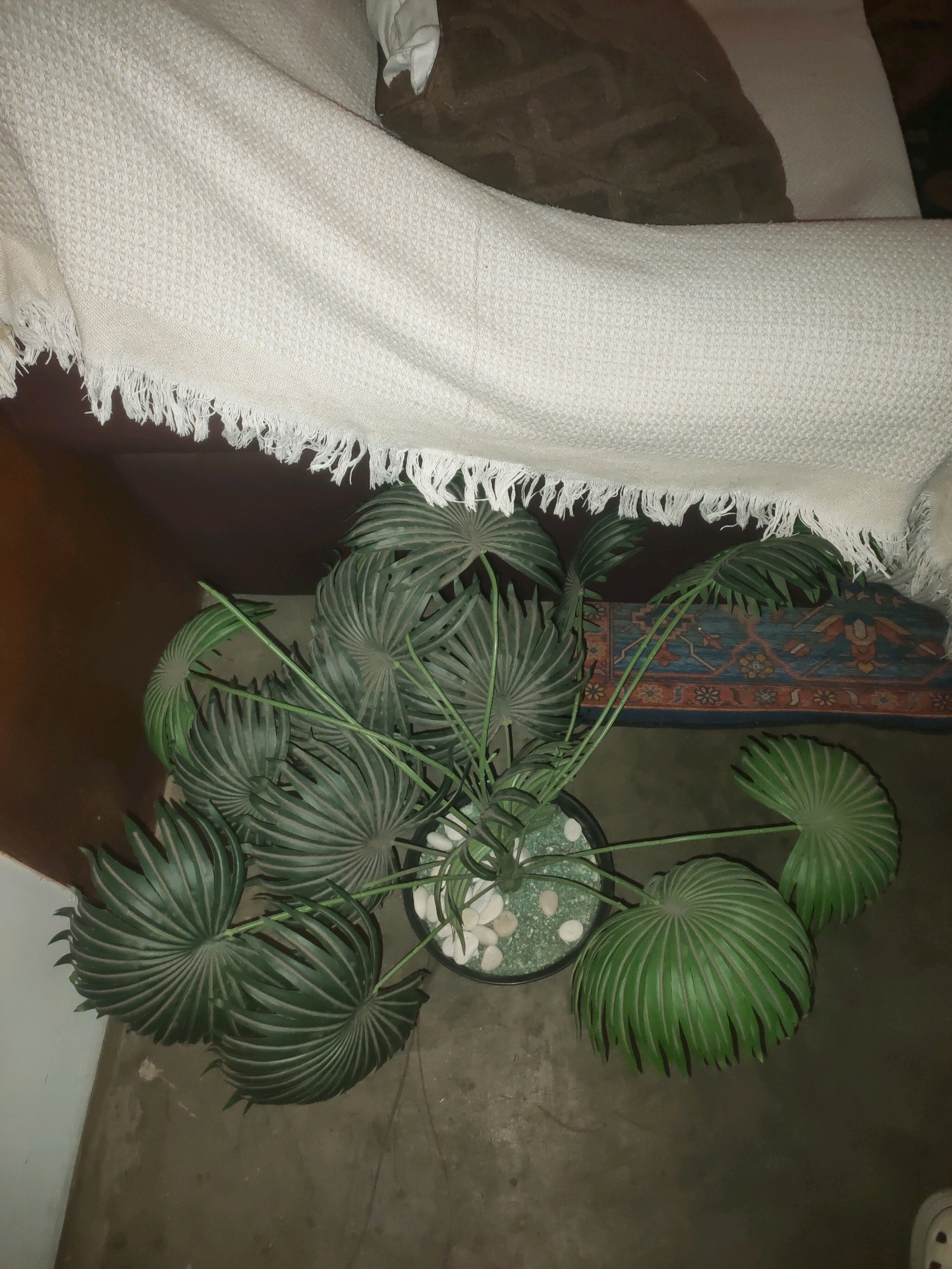 A potted plant with large, fan-shaped green leaves is placed on a carpeted floor. The plant is in a black pot filled with small white stones. A white textured blanket with fringe is draped over a piece of furniture behind the plant. A small, colorful rug with a geometric pattern is visible beneath the blanket. The scene appears to be indoors.