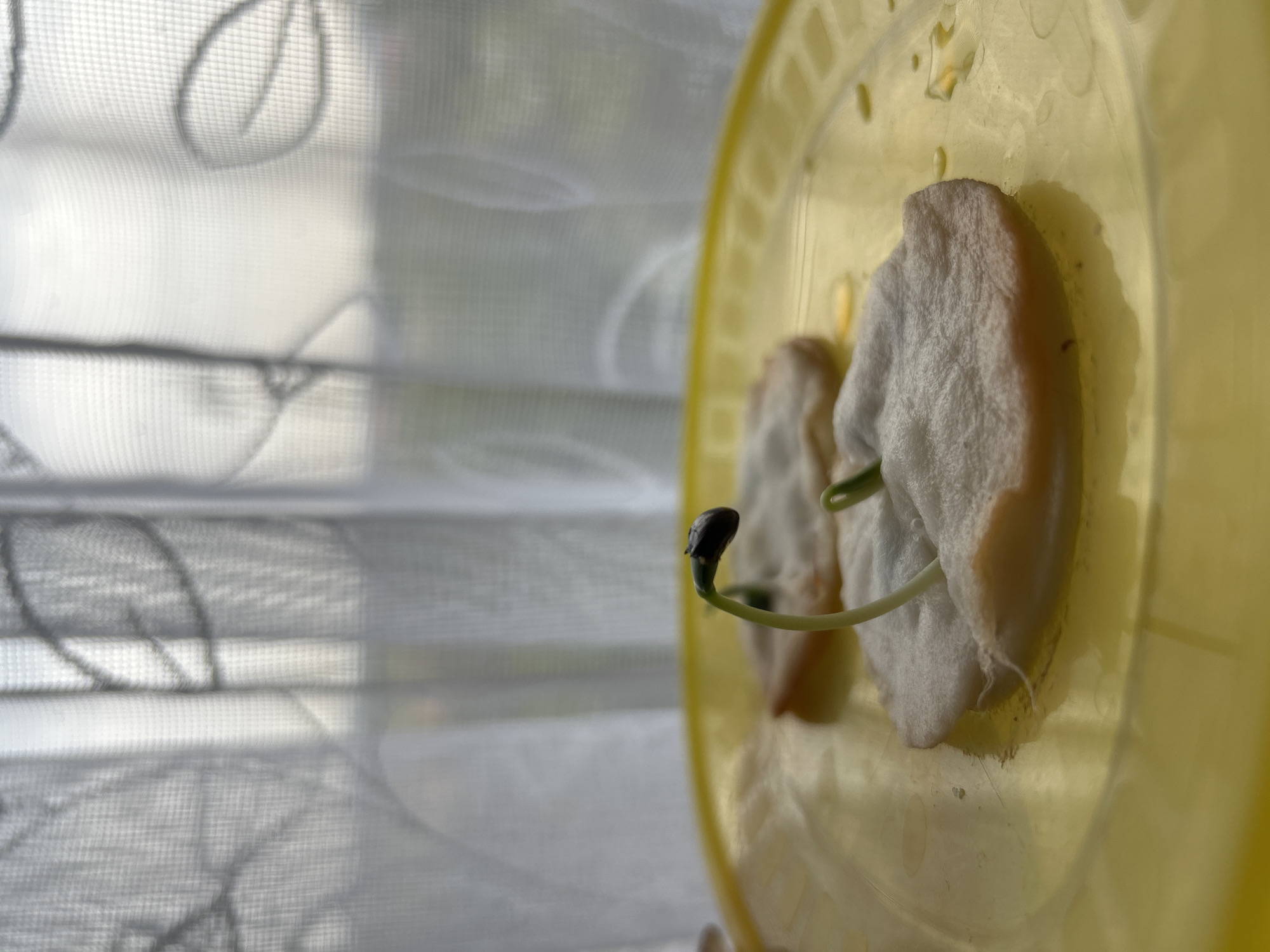 Two germinated seeds are sprouting on cotton pads inside a yellow plastic container. The container is positioned near a window covered with a sheer curtain that has a leaf pattern. The scene is brightly lit, likely due to sunlight coming through the window. The exact location within Plovdiv, Bulgaria is not discernible from the image.