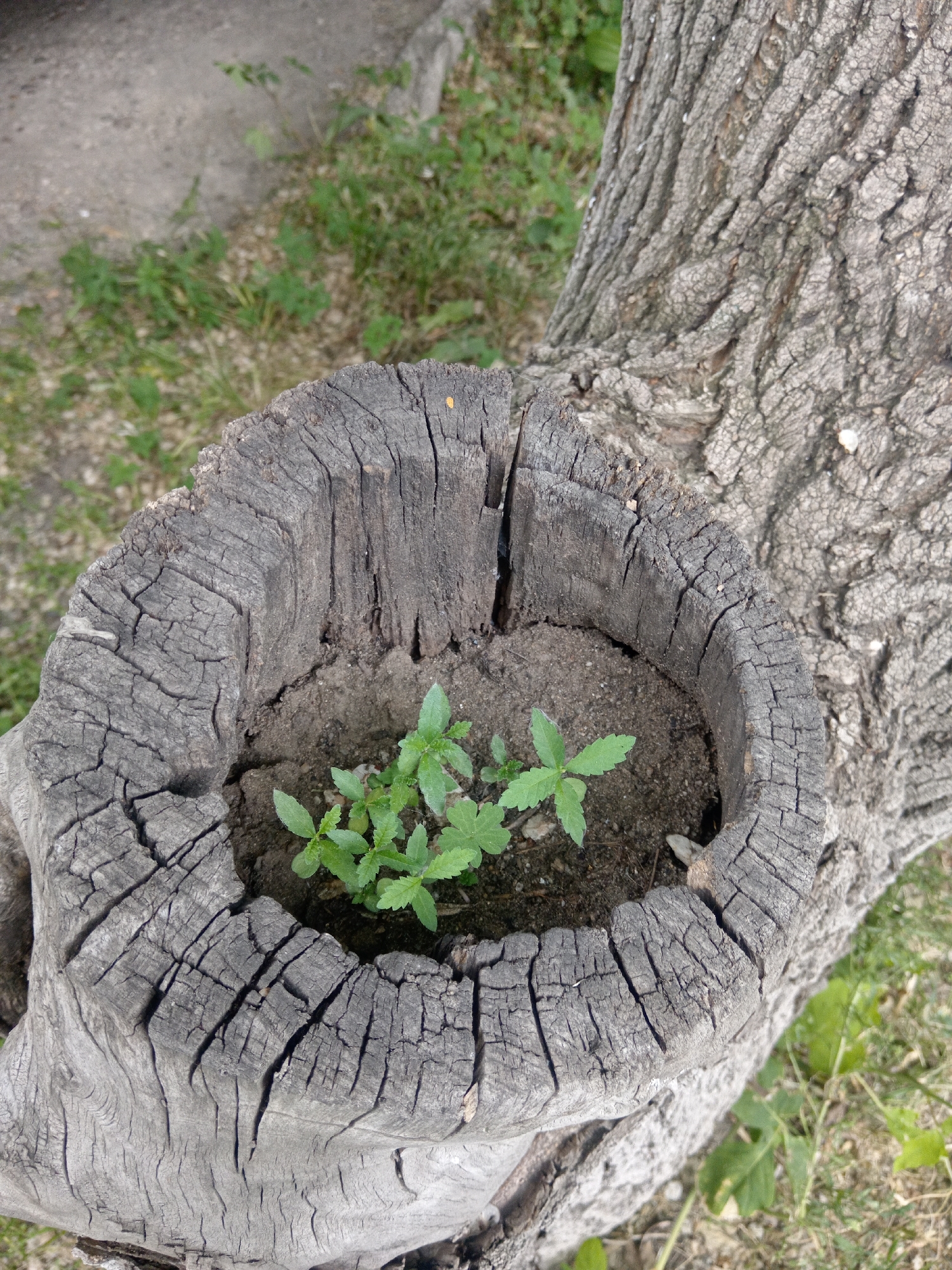 A close-up, high-angle shot shows a hollowed-out tree stump filled with soil and a cluster of small green plants. The stump, made of weathered gray wood, has deep cracks and rough textures. The surrounding area includes the rough bark of a larger tree and out-of-focus green vegetation and a gravel path in the background. The scene is set outdoors, with no people present.