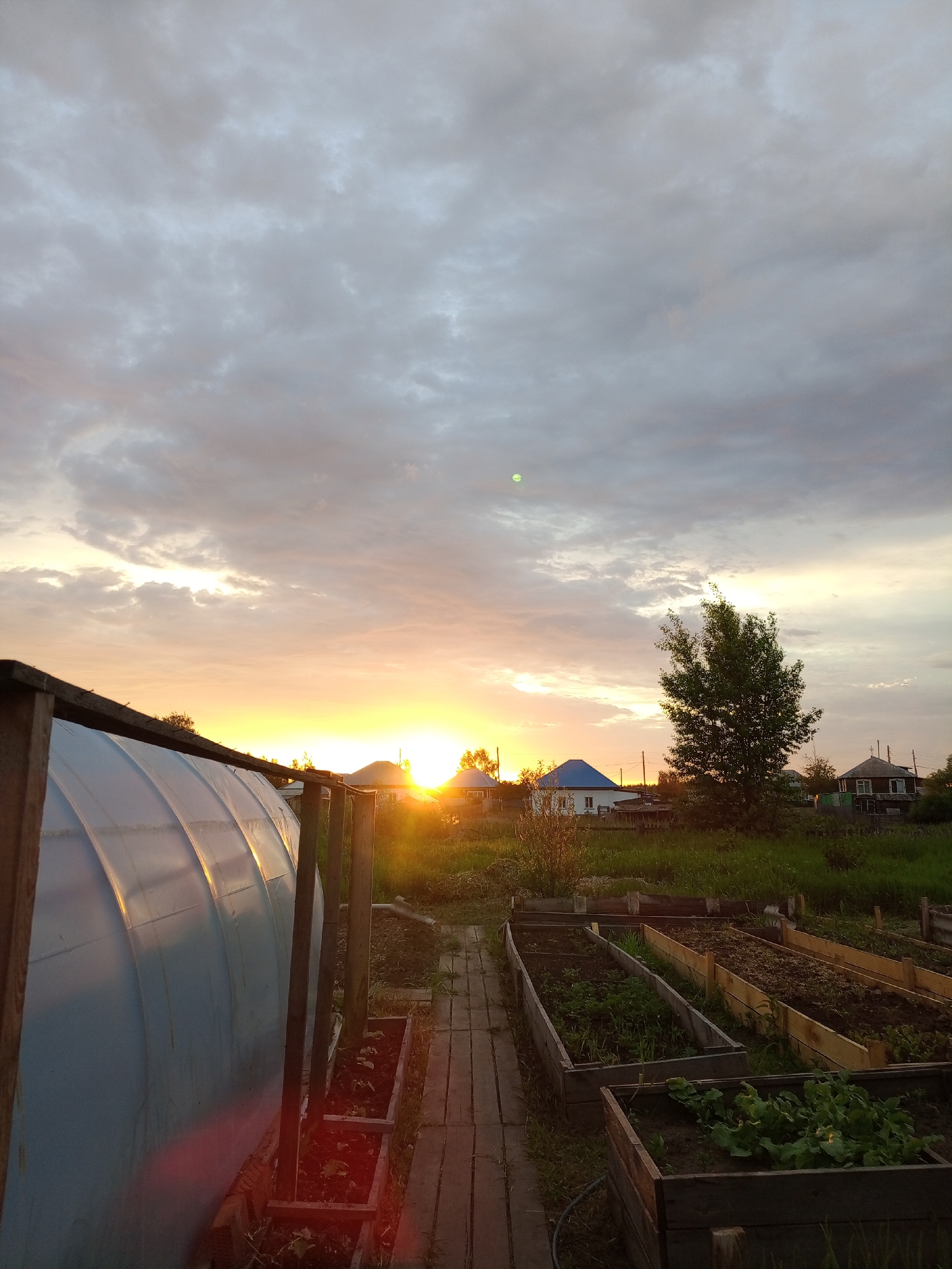 The image depicts a rural scene at sunset in Pankrushikha, Russia. In the foreground, a greenhouse with a translucent, curved roof is visible on the left, supported by wooden posts. Adjacent to the greenhouse, a wooden path leads past several raised garden beds filled with soil and some young plants. In the middle ground, a small tree stands amidst a grassy area. Behind the tree, several houses with pitched roofs, including one with a blue roof, are scattered amongst vegetation. The setting sun casts a warm glow across the sky, which is filled with a mix of grey and white clouds. The overall impression is of a tranquil evening in a dacha or village setting. There are no people visible in the image.