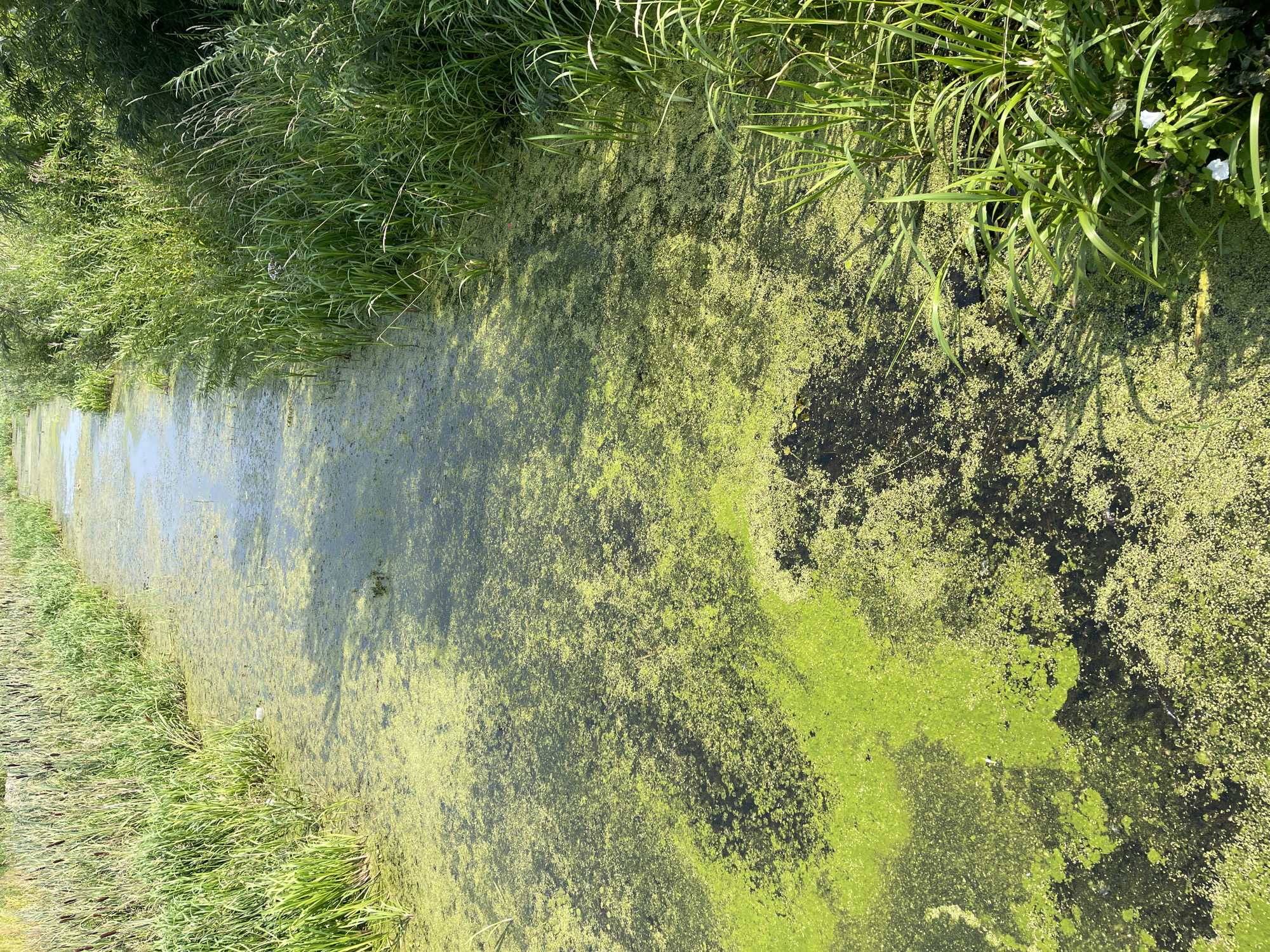 The image depicts a narrow, slow-moving body of water, likely a canal or drainage ditch, heavily covered with green algae and aquatic plants. Tall, reedy grasses and other vegetation line both banks of the waterway. The scene appears to be outdoors in a natural or semi-natural environment, with sunlight casting shadows on the water and vegetation. The specific location in Zelenogradsk, Russia, is not discernible from the image itself, as it is a generic natural landscape. There are no people or specific actions visible in the image. The overall impression is one of a tranquil, overgrown waterway.