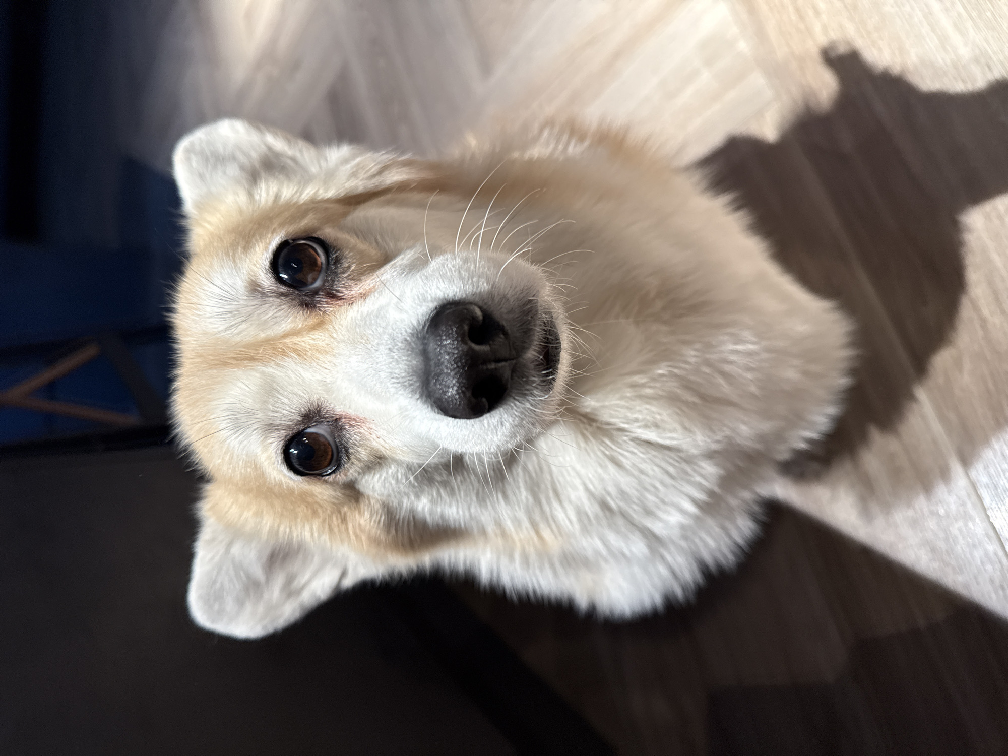 A tan and white corgi dog looks directly at the camera with its head tilted to the left. The dog has dark brown eyes and a black nose. The background is a light-colored wooden floor. A shadow is cast on the floor to the right of the dog. The image has a slightly warm tone due to lighting. No people, subjects, objects, actions, interactions, or the environment within Krasnoyarsk, Russia are visible in the image.