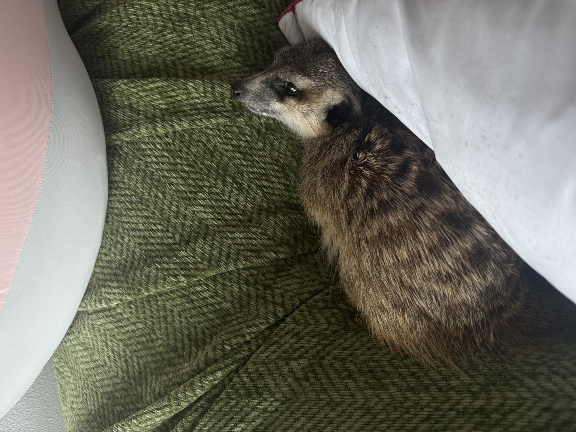 A close-up shot shows a coati resting on a green herringbone textured blanket and a white pillow. The coati is lying on its side, with its head turned upwards and to the right, exposing its side. Its fur is brown and coarse, with darker stripes running along its body. The coati's face is light brown with dark markings around its eyes and a black nose. The background consists of a soft pink and white object, possibly a pillow or cushion. The image appears to be taken indoors, with no visible elements indicating its location in Rawai, Thailand.