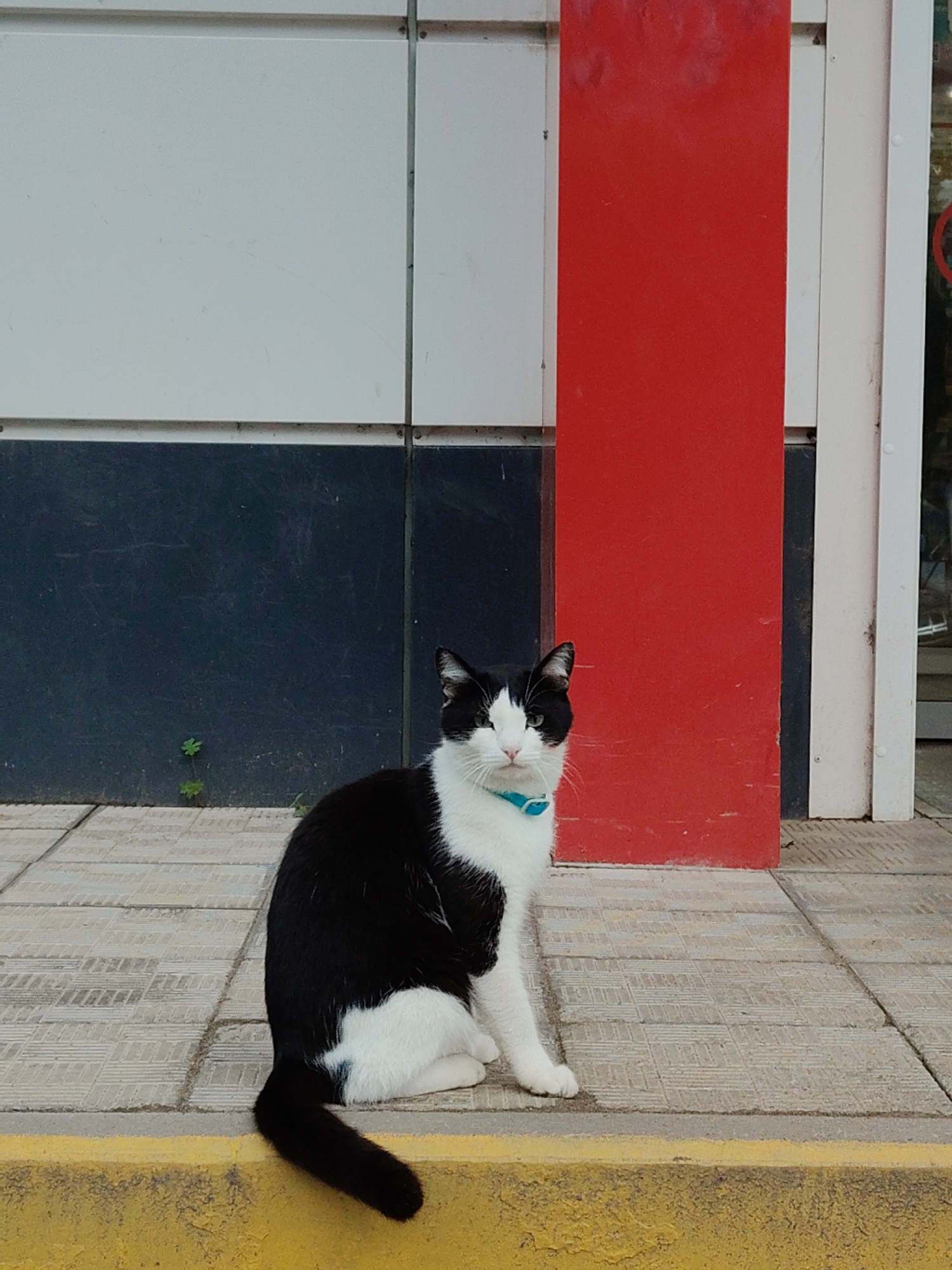In the city of Unknown, Unknown, a tuxedo cat with black and white fur and a turquoise collar is seated on a light grey tiled sidewalk. The cat is positioned with its body facing slightly right of center, its head looking directly forward, and its tail extended to the left, resting on the sidewalk and partially over a rough, yellow-painted concrete curb in the foreground.
The background consists of a building facade composed of rectangular panels. The upper section features light grey panels, while the middle section comprises dark blue-grey panels. A narrow, vertical bright red panel is visible on the right side, extending from the bottom to the top of the visible wall section. To the far right of the red panel, a white vertical frame, possibly part of a doorway or window, is visible, leading into a darker interior. Below the dark blue-grey panels on the left, a small plant with multiple leaves grows from a crack in the ground at the base of the wall. The sidewalk tiles exhibit a subtle pattern, and the surfaces of the wall panels and the curb show signs of minor scuffs and wear. No human subjects are present in the image.