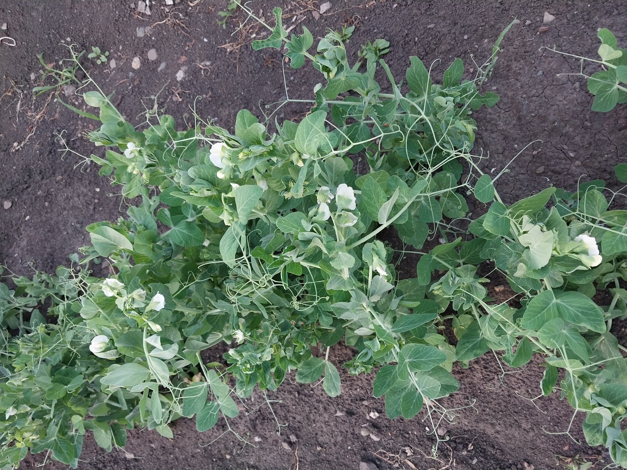 A high-angle, close-up shot shows a row of pea plants with green leaves and white flowers growing in dark soil. The pea plants are lush and leafy, with tendrils reaching out and curling. Some of the plants have small white flowers in bloom, while others have buds. The soil is dark brown and appears somewhat dry, with a few small pebbles and dried plant matter visible. The overall impression is one of a garden or cultivated field.