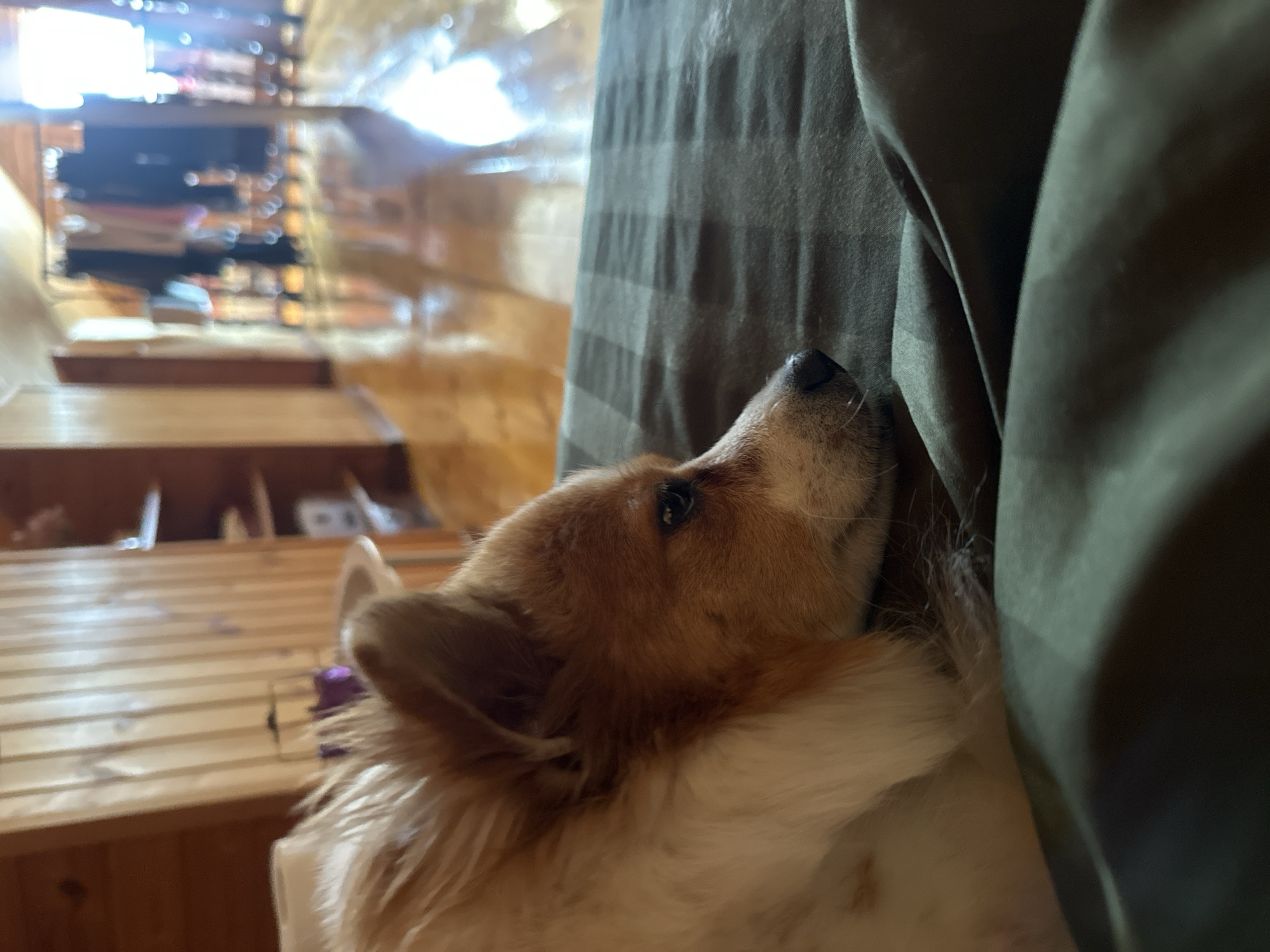 A small dog with fluffy white and light brown fur lies on a dark green striped blanket or sheet, facing right, with its head resting down and its eyes partially open, conveying a relaxed state. The foreground shows a dark green blanket with folds. The background reveals an indoor domestic setting within the city of Kazan, Russia. To the immediate left, a vertical wooden paneled surface is visible, possibly a cabinet or wall. Further into the background, a polished wooden floor reflects ambient light sources. A clothing rack laden with various garments hangs horizontally across the far end of the room, illuminated by bright natural light entering from an unseen window or opening, casting reflections onto the floor. Shelving with blurred objects is also discernible on the left side of the background.