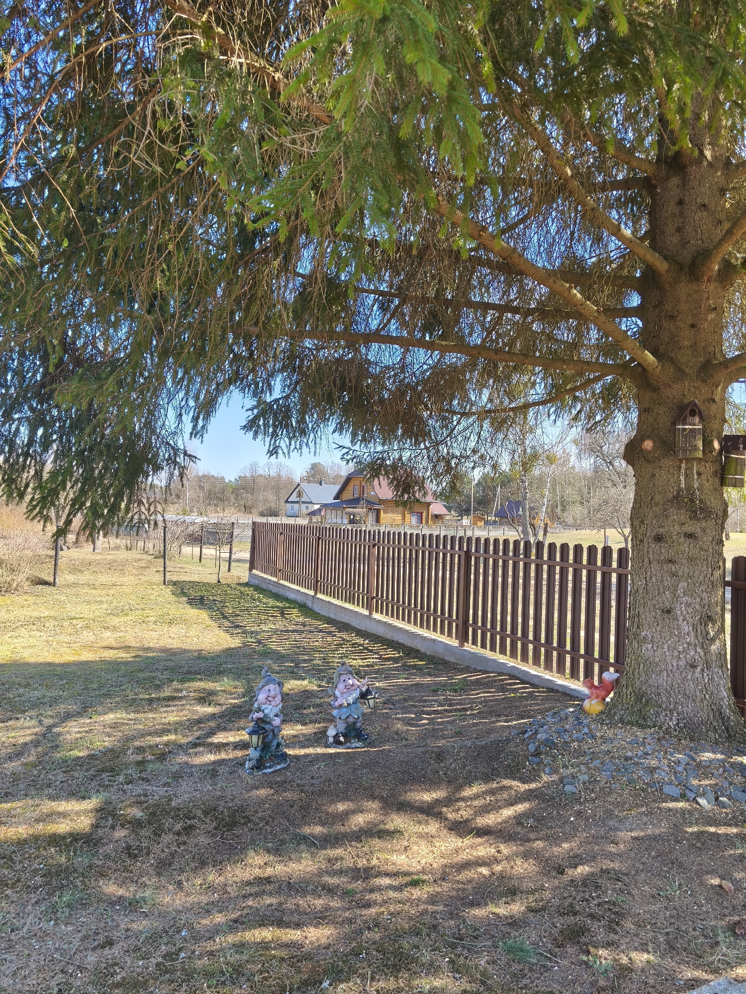 The image depicts a yard in Парэчча, Belarus, near a fenced property and beneath a large evergreen tree. Two gnome figurines stand in the grass, near the fence. A small, colorful chicken figurine is placed at the base of the tree trunk, which also has a birdhouse attached to it. The fence runs along a low concrete base, separating the yard from an adjacent property with a wooden house and bare trees in the background. The foreground is mostly dry grass, with shadows cast by the tree. The sky is visible through the tree branches.