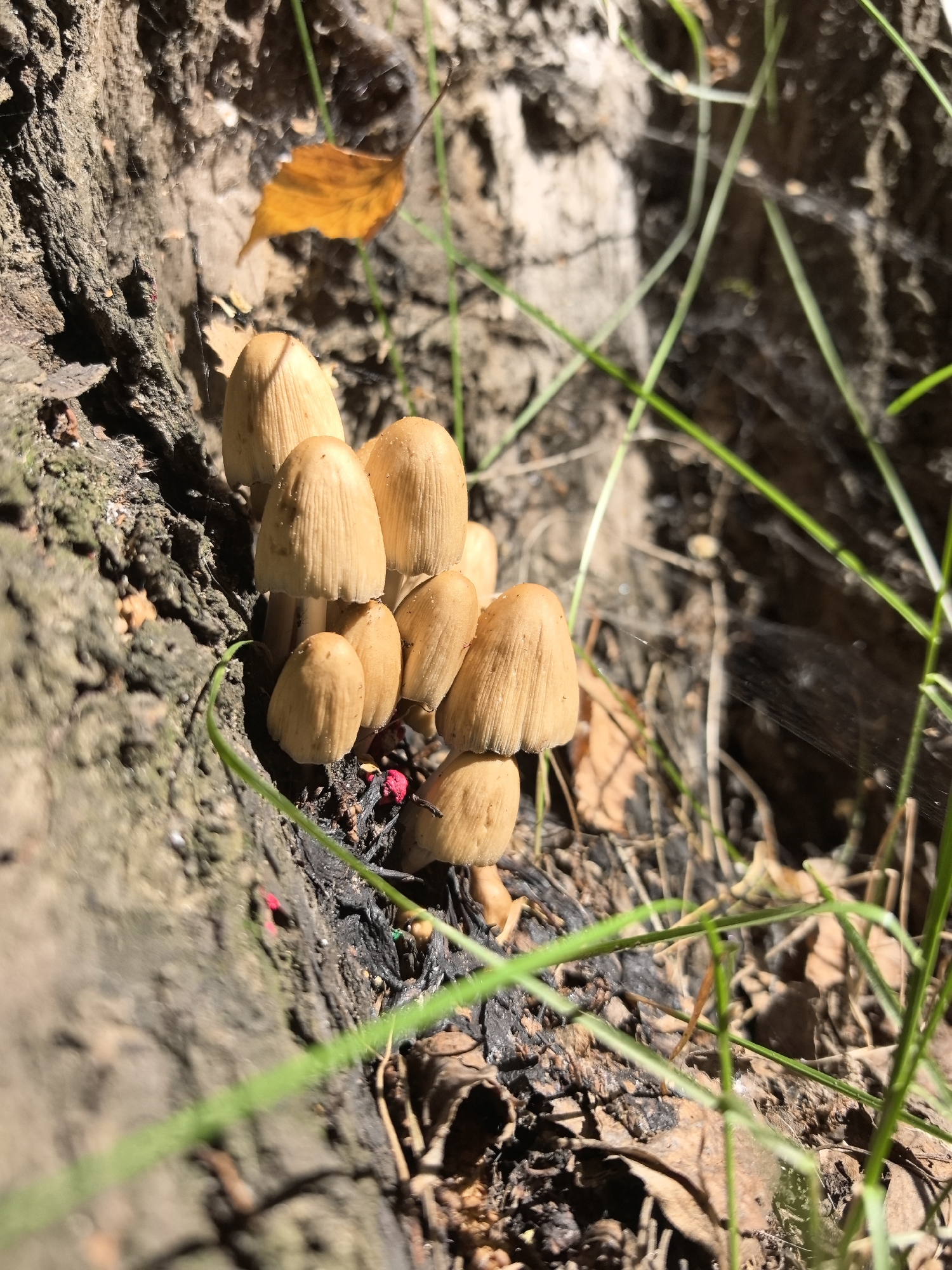A cluster of small, light brown mushrooms with conical caps is growing at the base of a rough, dark-barked tree. The mushrooms are densely packed together. The ground around them is covered with dark soil, dry leaves, and some green grass blades. A single, dry, orange leaf is visible above and to the left of the mushrooms. Thin strands of spiderwebs are present on the tree bark and in the background. The lighting suggests it is daytime, with sunlight filtering through foliage, casting shadows. The image appears to be taken outdoors in a natural environment, likely a forest or park area, potentially in Noviy, Russia, given the context provided. There are no people or animals visible in the image, and no specific actions or interactions are depicted other than the natural growth of the mushrooms.