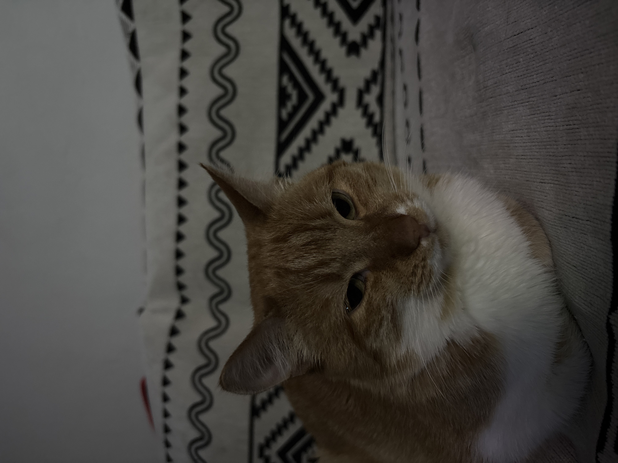 An orange and white tabby cat is captured in a close-up, head-and-shoulders portrait. The cat has light orange fur with darker stripes, and distinct white markings on its chest, chin, and muzzle. Its eyes are dark, round, and focused directly at the viewer, with a slight head tilt that gives it an inquisitive or curious expression. One ear is clearly visible, pointed slightly upwards.
The cat appears to be resting on or beside a soft surface. To the left and behind the cat, a cushion or textile with a black and white geometric pattern is visible, featuring wavy lines and sharp triangular or zig-zag motifs. To the right of the cat, a textured gray or beige fabric, possibly part of a couch or blanket, forms the background. The lighting is dim, suggesting an indoor setting with subdued illumination. There is no discernible activity other than the cat observing the camera. No text is visible in the image.