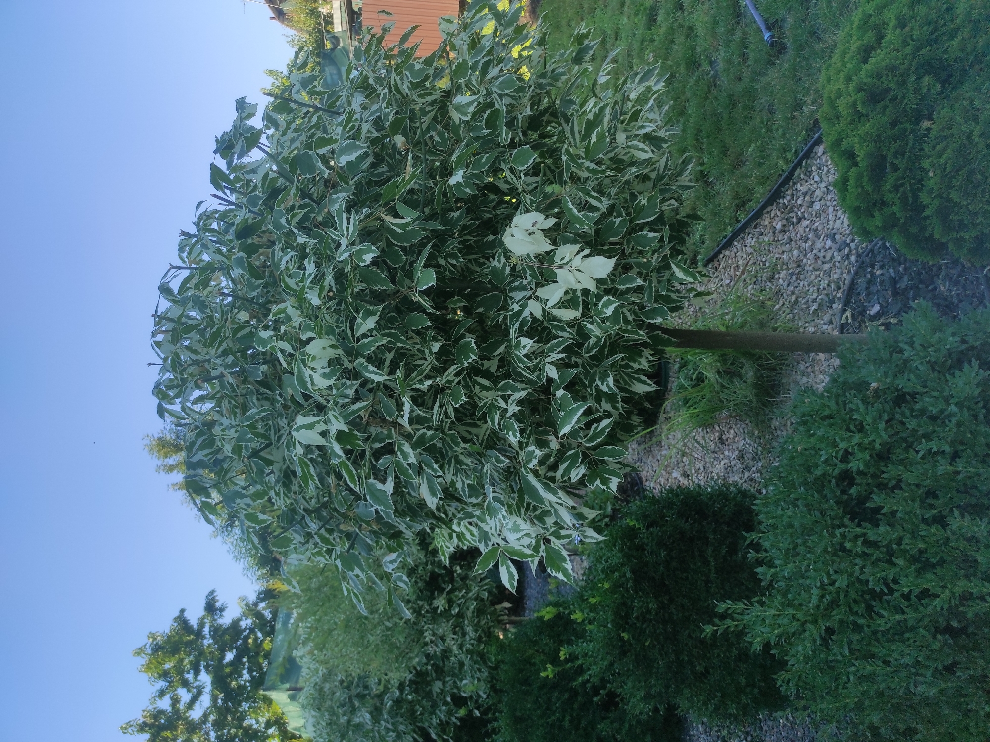 The image depicts a meticulously landscaped garden on a clear day, likely in the afternoon given the bright sunlight casting distinct shadows. The scene is dominated by a small, rounded tree with variegated leaves, a mix of deep green and white. This ornamental tree stands as the central subject, its leaves forming a dense canopy.
Surrounding the central tree are various other plants, including a dark green, bushy conifer to the right, and lower-growing, dense green shrubs in the foreground and to the left. The ground cover is a mix of small, light-colored gravel and dark mulch, creating a structured and tidy appearance. A dark edging separates the gravel from a patch of green grass in the background, where a glimpse of a building with a brown facade and a pipe or hose is visible.
The overall impression is one of a well-maintained garden, possibly a private backyard or a public green space. The clear blue sky suggests fair weather. There are no people or overt activities visible, making it a tranquil, static scene focused on the horticultural arrangement. The style of the landscaping, with its emphasis on sculpted trees and varied ground cover, suggests a modern garden design. The location context of Pivdennoukrainsk, Ukraine, places the scene within a specific geographical setting, though no distinct landmarks are visible within the frame.