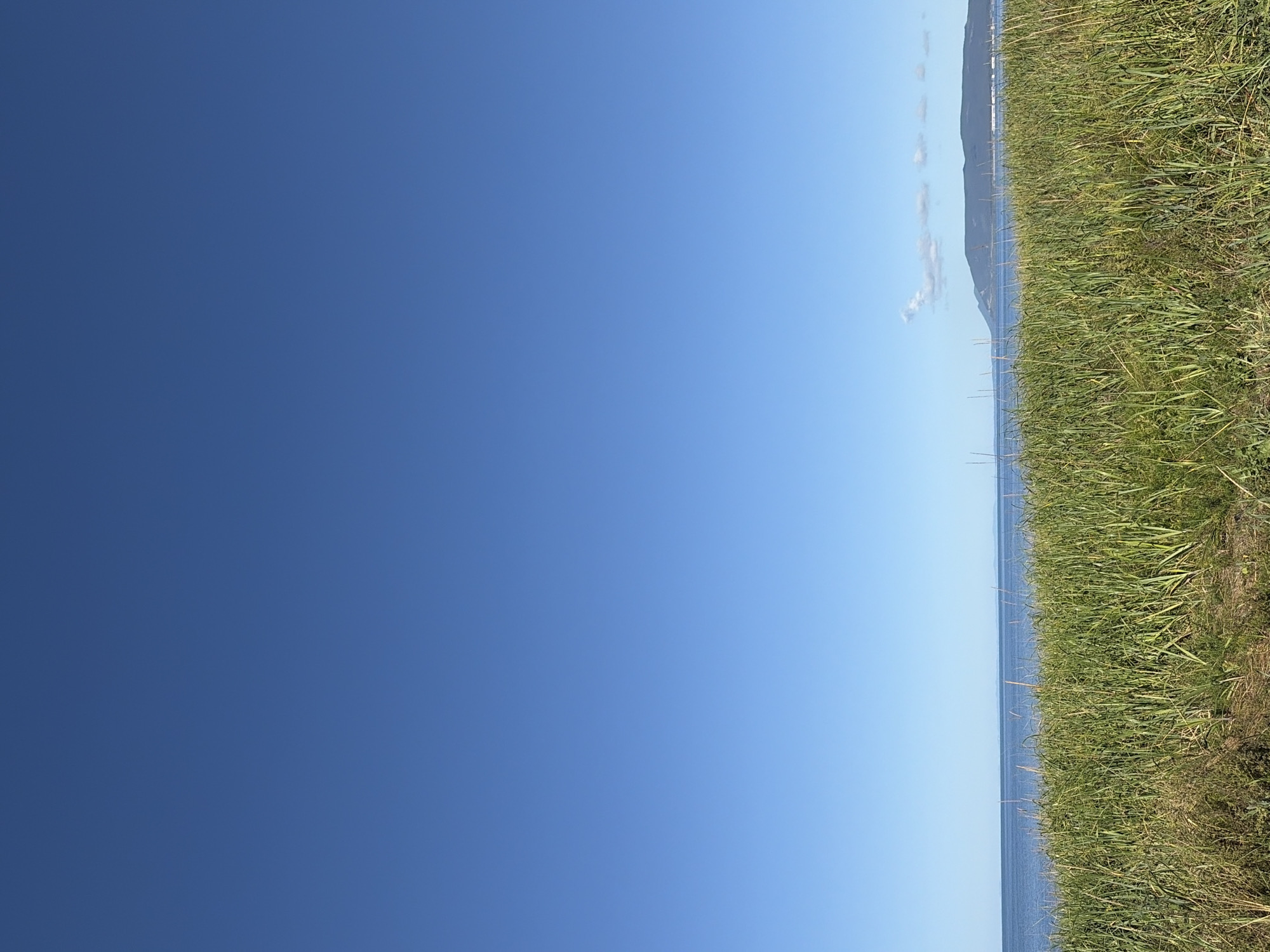 The image depicts a serene coastal landscape under a clear blue sky. In the foreground, tall, lush green grass with hints of brown dry stalks dominates the scene, suggesting a natural, perhaps wild, grassy area. Beyond the grass, a calm body of blue water stretches to the horizon, reflecting the sky. In the distance, a silhouette of a verdant, hilly landmass is visible, with a few wispy clouds hovering above it. The overall impression is one of natural beauty and tranquility.
The location is described as the city of Ozerskoe, Russia. This likely refers to a scenic spot within or near Ozerskoe, Russia, possibly a coastal park or undeveloped shoreline. The image captures an untouched natural environment. There are no people, animals, or man-made structures visible in the frame, emphasizing the untouched, natural state of the scene. The lighting suggests a bright, sunny day.