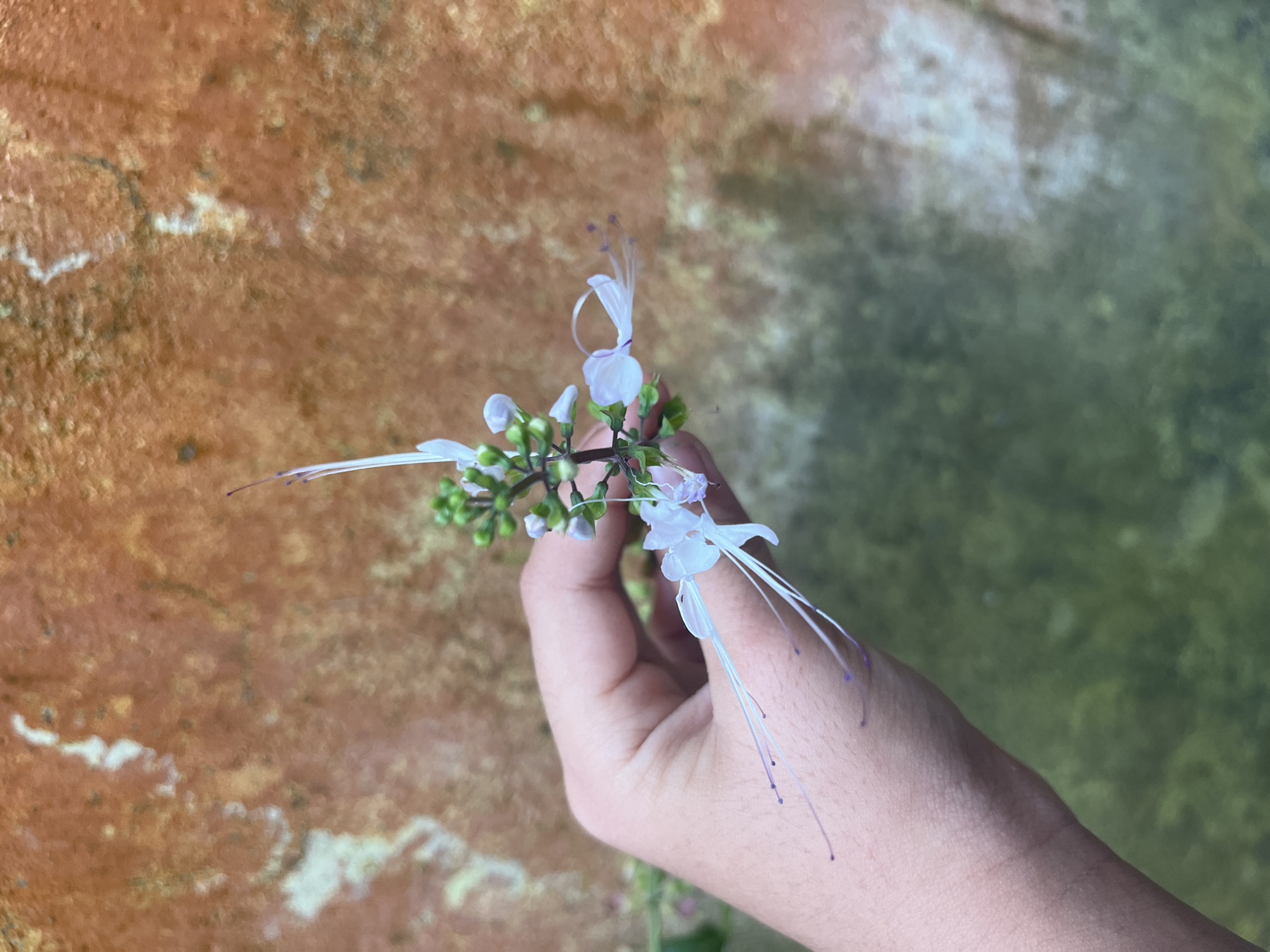 In Meliau Hulu, Indonesia, a hand with pale skin is holding a delicate cluster of small, white flowers with long, thin stamens tipped with purple. The flowers are arranged on a thin green stem and appear to be blooming. The background is a textured wall with mottled orange and greenish-brown hues. The wall has an aged appearance, with some lighter patches that could be moss or staining. The lighting suggests it is daytime, possibly outdoors.