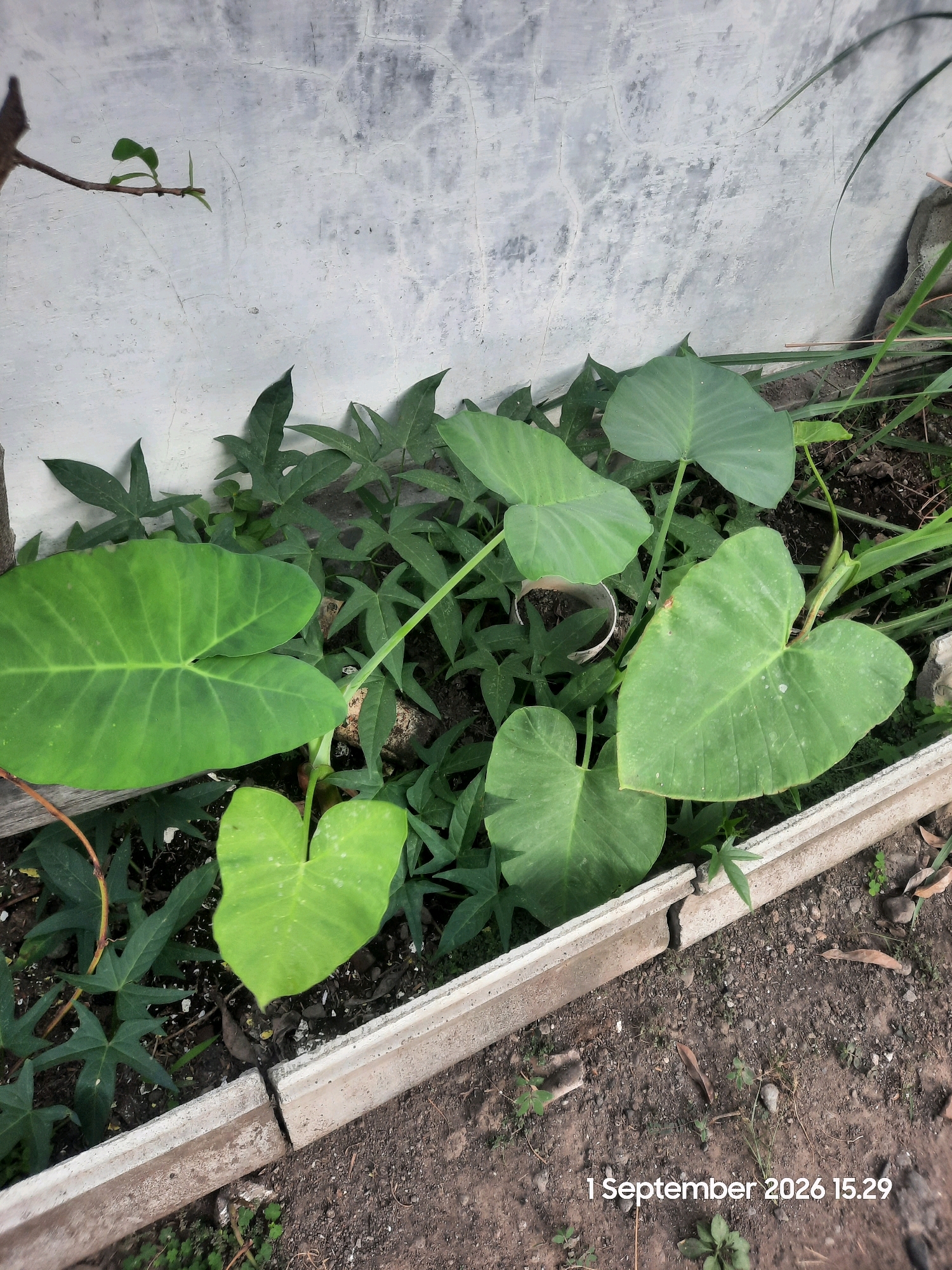 The image displays a close-up view of several large, heart-shaped green leaves of a taro plant, interspersed with smaller, lobed leaves of a different plant, likely sweet potato. The plants are growing in a shallow planter box made of concrete. The planter is positioned against a rough, weathered concrete wall, which appears to be an exterior surface. The ground surrounding the planter is composed of soil, small stones, and dry leaves. The scene is illuminated by natural light, casting soft shadows. A date stamp, "1 September 2026 15.29," is visible in the lower right corner of the image, suggesting it was taken on that date and time. No people or specific actions are depicted in the scene. The location is specified as Karanggeger, Indonesia.
