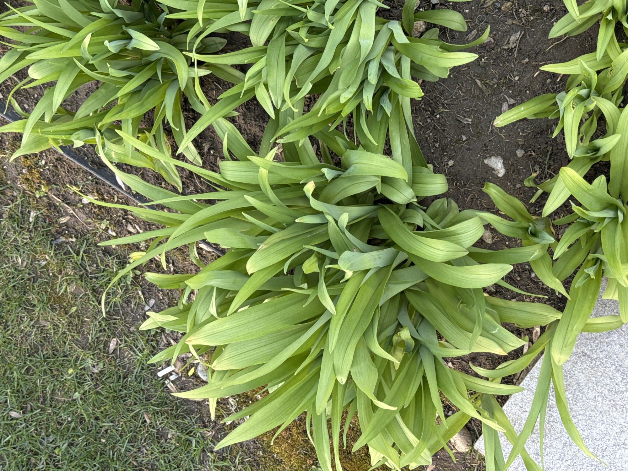 The image shows several clumps of green, blade-like foliage emerging from the ground. The ground is mostly dark soil, with some patches of grass and a small section of gray stone visible on the periphery. The location is Sofia, Bulgaria.
