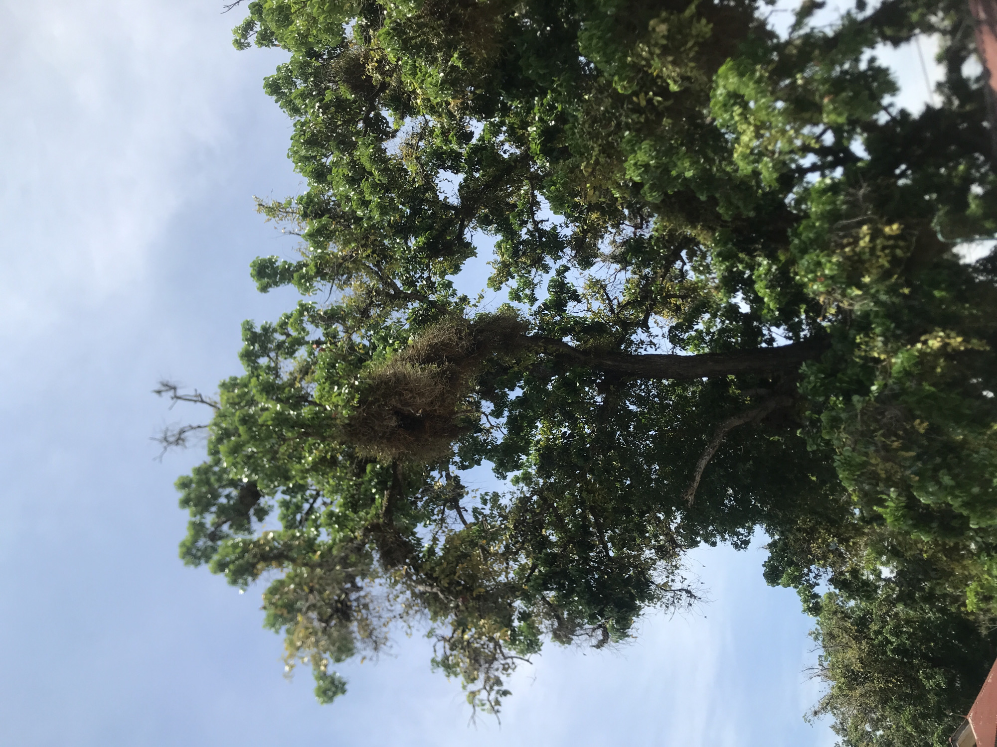 A low-angle shot captures a dense canopy of green foliage against a backdrop of a partly cloudy, light blue sky. A collection of dead or dry vegetation is nestled within the green leaves, seemingly like a clump of Spanish moss. The image is taken in an unspecified location within the city of Lhokseumawe, Indonesia. No people or specific objects are visible.