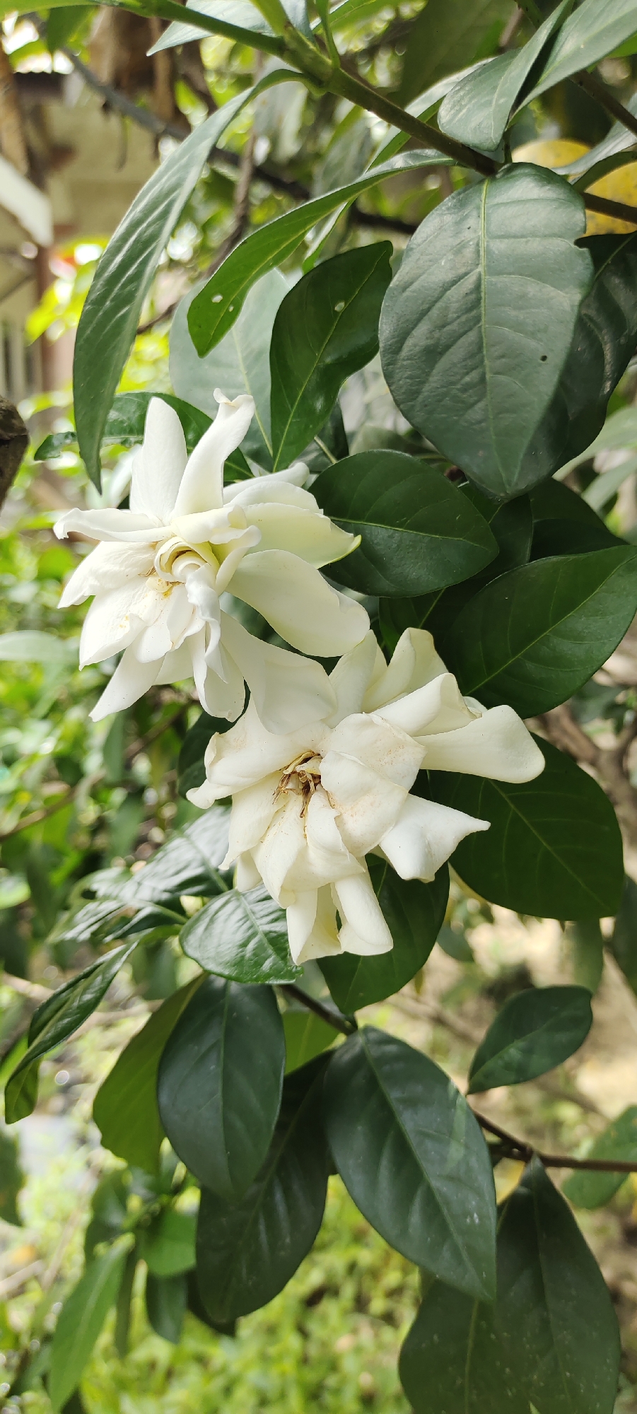 A close-up shot focuses on two delicate white gardenia flowers against a backdrop of lush green leaves. The flowers, with their layered petals and slightly ruffled edges, appear to be in full bloom. The center of each flower reveals hints of yellow stamens, some appearing slightly dried or faded. The leaves are a deep, glossy green, with a few showing subtle marks or imperfections. The natural lighting suggests it could be daytime, possibly overcast or dappled shade, as there are no harsh shadows. The background is softly blurred, indicating a shallow depth of field, but hints of other foliage and possibly a building structure can be discerned, suggesting an outdoor garden or natural setting. The overall impression is one of natural beauty and tranquility. The location context provided is Langnibong, Indonesia. No text is visible in the image.