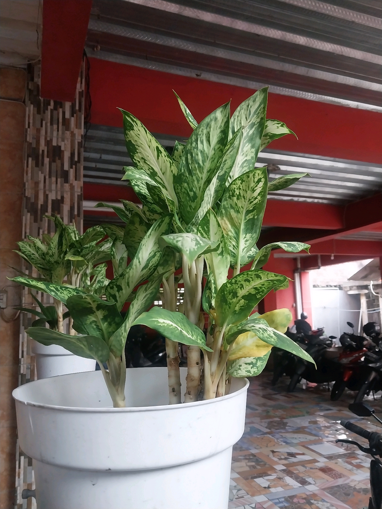 The image shows a potted plant, likely a Dieffenbachia, in the foreground, situated in a white pot. The plant has large, variegated leaves with green and white patterns. Behind the plant, a tiled floor is visible, with motorcycles parked in the background. The environment appears to be an outdoor or semi-outdoor space, possibly a garage or parking area, with a red-painted ceiling structure overhead. The overall setting suggests a location in Tlogoadi, Indonesia, given the context. There are no people clearly identifiable in the foreground.