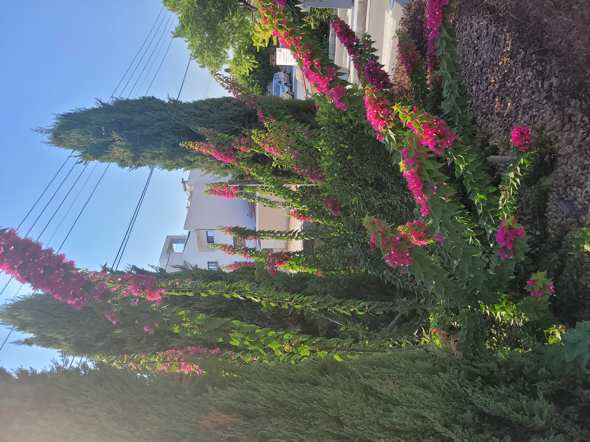 This is a daytime, eye-level, medium shot photograph of a residential street in Limassol, Cyprus. The foreground is dominated by a dense, vibrant bougainvillea plant with bright pink flowers, cascading over a patch of small, gray gravel and dark mulch. The bougainvillea branches extend horizontally across the lower portion of the frame, with smaller clusters of flowers appearing in the middle ground as well.
Behind the bougainvillea, a tall, slender cypress tree stands prominently, its dark green foliage reaching towards the clear blue sky. To the left of the cypress, another, wider cypress tree is partially visible, its green needles densely packed.
In the background, a modern, white building with multiple windows and a balcony is situated behind the trees and bougainvillea. A light-colored car is parked on the street to the right of the building. Overhead, a series of black electrical wires are strung across the sky, creating a linear pattern against the bright blue. The overall scene depicts a sunlit, well-maintained residential exterior in Cyprus.