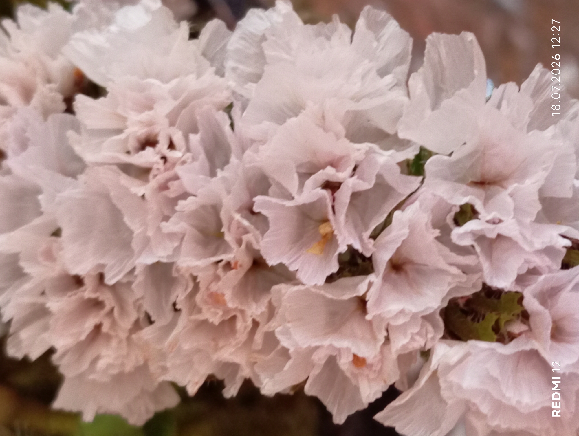 A close-up, vertically oriented, medium shot displays a cluster of delicate, pale pink flowers. The flowers are arranged in an upward-facing cluster, with some petals appearing slightly ruffled and translucent. The background is softly blurred, suggesting a shallow depth of field. The lower portion of the image displays two text overlays: "REDMI 12" in the bottom left corner and "18.07.2026 12:27" in the bottom right corner. There is no indication of location within the city of Smila, Ukraine, or any contextual environmental details beyond the immediate floral subject.