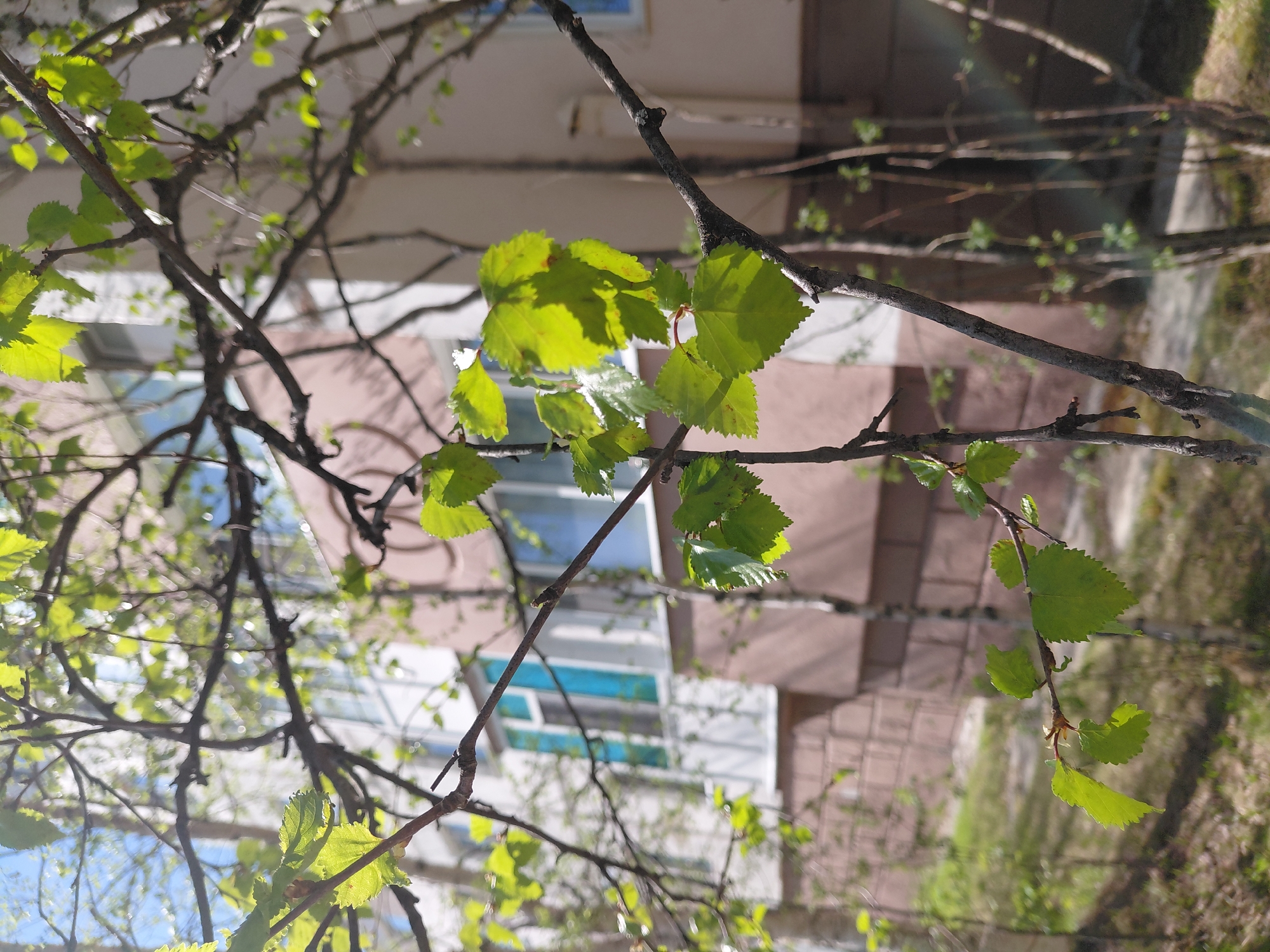 The image displays a close-up view of tree branches with young, vibrant green leaves, indicative of springtime. The branches are mostly bare, gnarled, and dark brown, showcasing the delicate clusters of freshly unfurled leaves. These leaves are small, light green, and have distinct serrated edges, catching the bright sunlight which creates noticeable shadows and highlights, suggesting a clear, sunny day.
In the blurred background, parts of a multi-story building are visible. It appears to have light-colored, possibly beige or light brown, walls with some architectural details. Several windows can be discerned, some showing reflections of the sky or having blue frames. Below the building, a hint of grassy or earthy ground is also softly blurred.
The scene captures a moment of natural renewal in an urban or suburban setting, likely in Nadym, Russia, given the provided context. There are no people or specific activities taking place, and no visible text is present. The overall impression is one of freshness and growth associated with the early spring season under bright daylight.