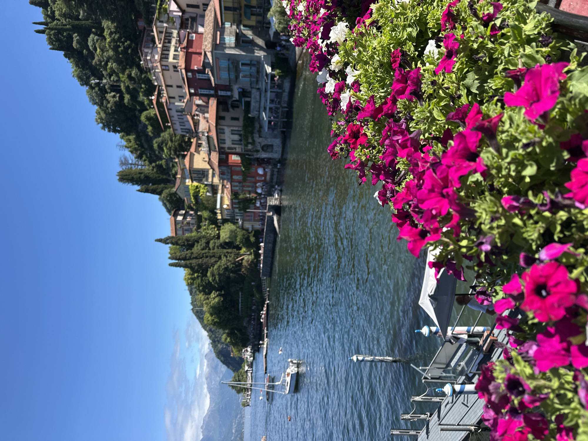 In the foreground, a dense arrangement of magenta and white petunias overflows from a planter, their vibrant colors contrasting with the deep blue water of Lake Como. To the left, a modern gray dock with white and blue bollards extends into the water, where a person in a white shirt is visible near a small covered waiting area. A white sailboat with a single sail is anchored in the lake. In the mid-ground, the picturesque town of Varenna clings to a steep hillside, its buildings painted in warm hues of red, orange, and yellow, interspersed with lush green trees. The architecture features terracotta roofs and balconies. Beyond the town, a dramatic mountainous landscape under a clear blue sky forms the backdrop. The scene depicts a sunny day in Varenna, a charming lakeside town in Italy.