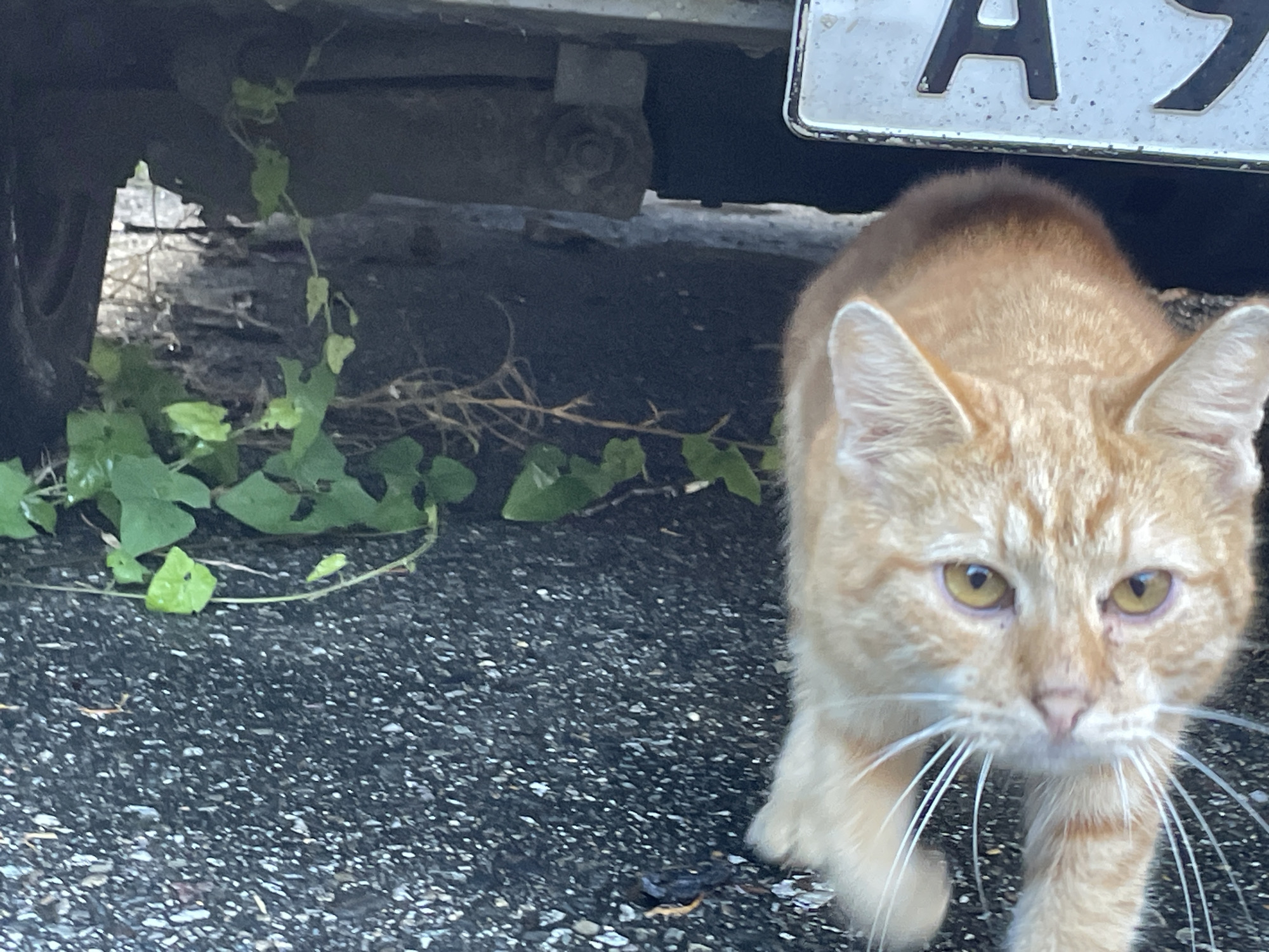 An orange tabby cat is partially visible in the lower right of the frame, looking directly at the camera. Its front paws are extended, and its whiskers are fanned out. The cat is on a dark, asphalt surface speckled with white and gray pebbles. To the left and behind the cat, green vines with heart-shaped leaves are growing under a dark, metallic structure, possibly part of a vehicle. A license plate with faded black characters on a white background is visible in the upper right corner. The overall scene suggests an outdoor urban environment, possibly a street or parking area in Sochi, Russia.