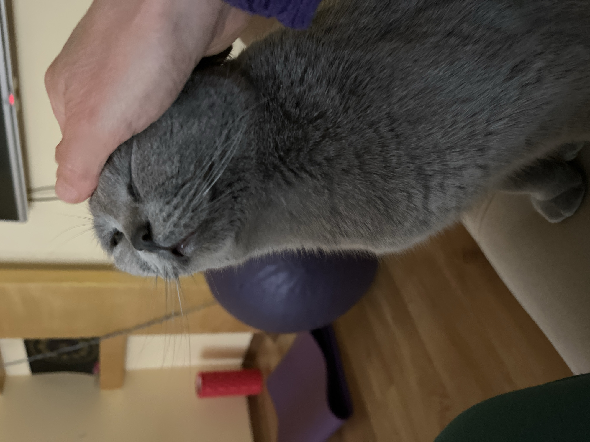 A gray cat is being petted on the head by a fair-skinned hand with a purple sleeve visible. The cat's face is partially visible with closed eyes, and a few whiskers are prominent. Behind the cat and slightly out of focus are objects on a wooden floor: a purple exercise ball, a red roller, and a purple yoga mat. A section of a beige sofa is visible to the cat's right. The presence of these items suggests the location could be in Alanya, Turkey, inside a private residence or a yoga studio.