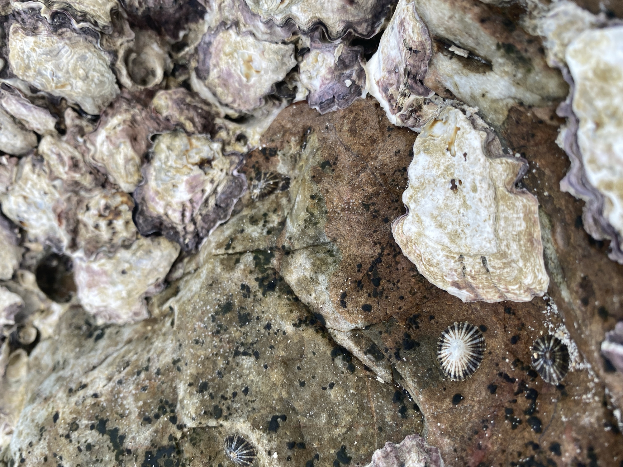 A close-up photograph shows a rocky surface covered with oysters and limpets. The oysters are predominantly white and beige with irregular edges. The rock surface is mottled with light and dark brown patches, as well as small black spots. Three limpets are visible, each with a radial striped pattern. The scene appears to be a marine intertidal zone in Baan Tai, Thailand. No people, actions, or interactions are observed.