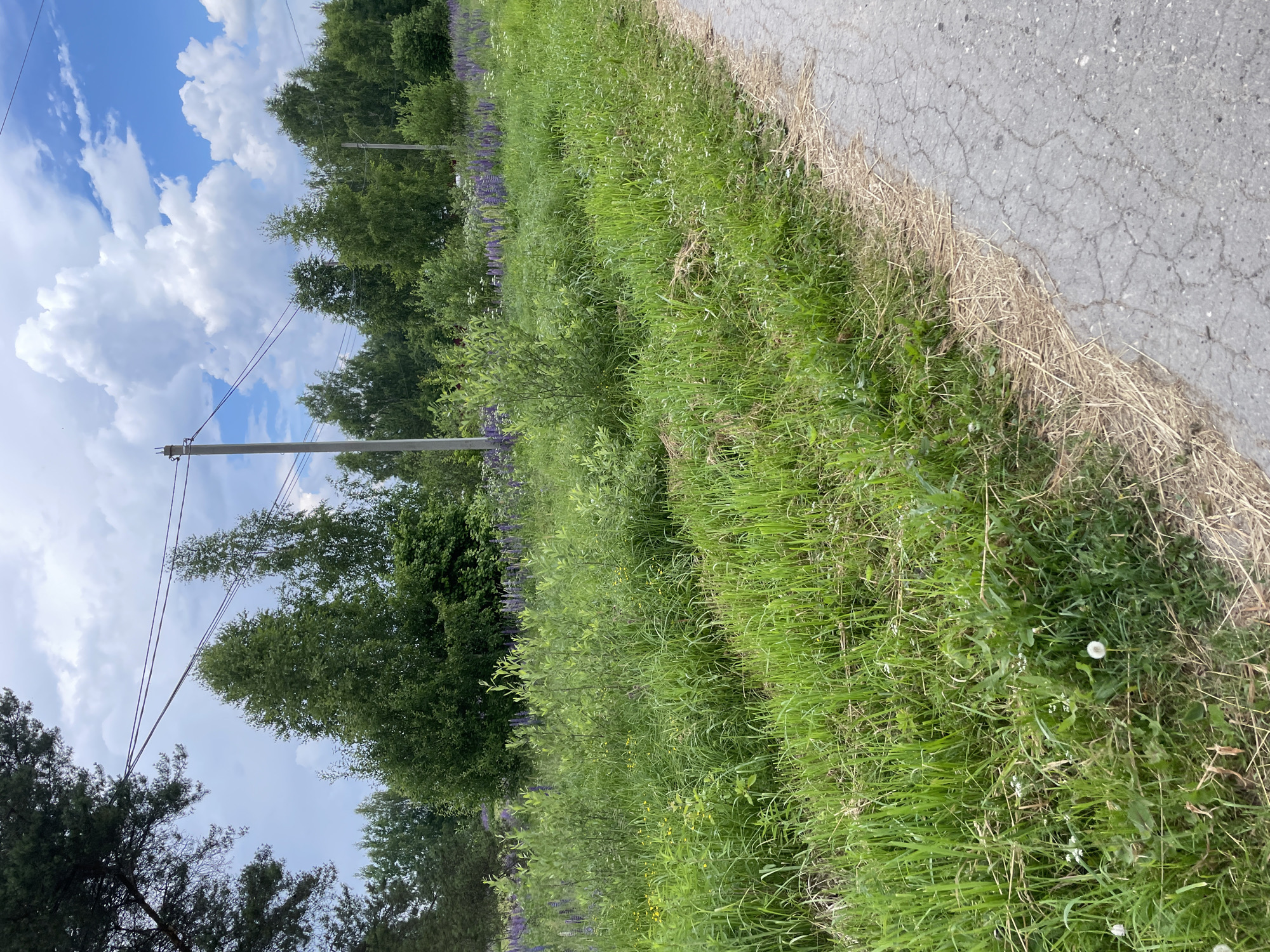 The image shows a rural landscape in the village of Prudy, Russia. A cracked asphalt road is visible on the right side of the frame, bordered by a grassy embankment with some dry straw. Beyond the embankment, a field of green grass is interspersed with purple lupine flowers. In the background, a dense line of various green trees forms a natural boundary, with a few utility poles and power lines visible above them. The sky is partly cloudy with white cumulus clouds against a blue background.