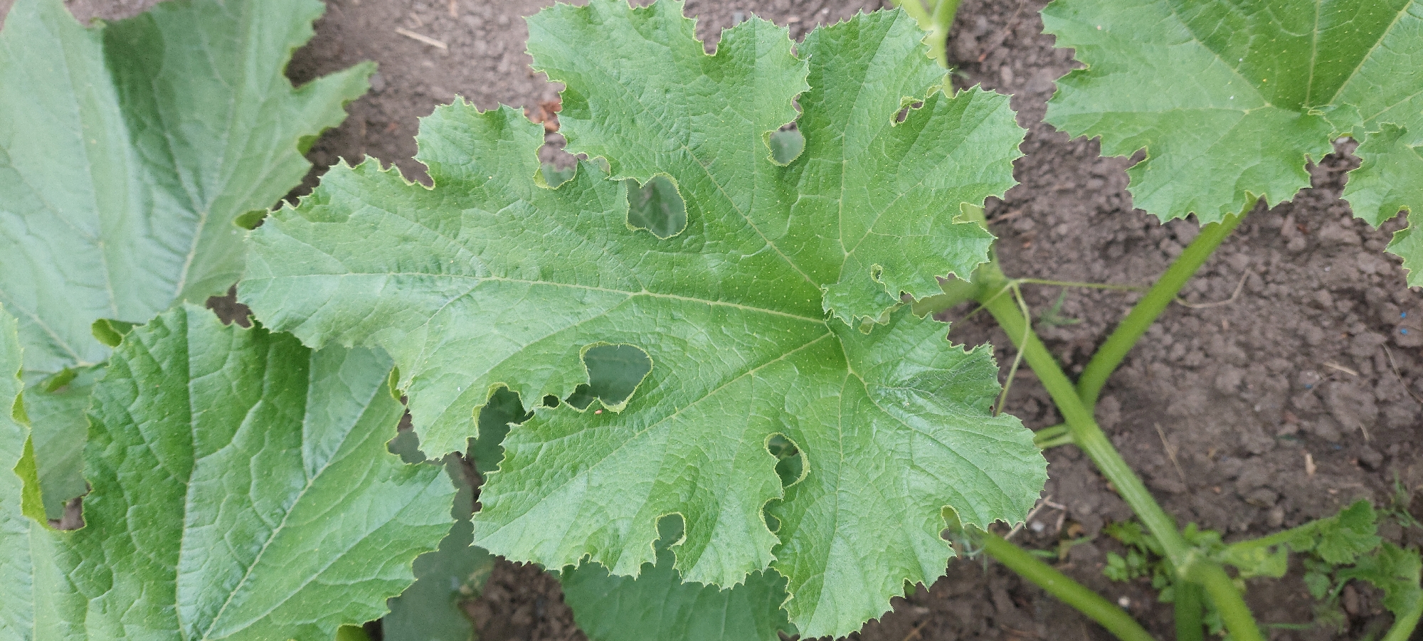 A close-up shot focuses on a large, green zucchini leaf with several holes and irregular edges, indicating insect damage. The leaf has prominent veins and a slightly textured surface. The background consists of dark soil and parts of other green leaves and stems, suggesting it's a plant in a garden or field. No people or animals are visible. The image was taken in Vichuga, Russia.