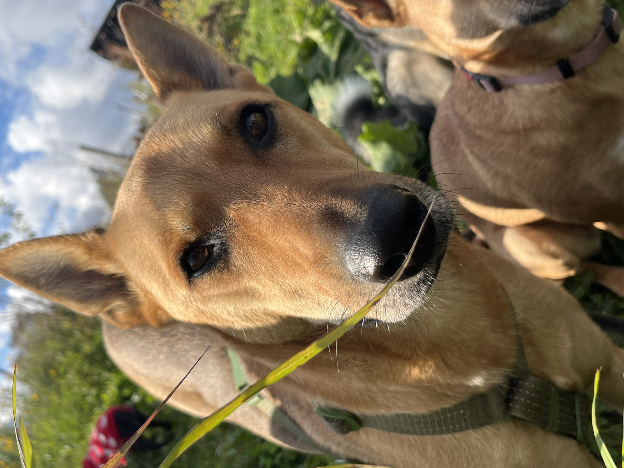 The image shows a close-up of a tan dog's face with its ears perked up. The dog is wearing a green harness. In the background, another tan dog with a pink collar is visible, as well as a third dog wearing a red jacket. The dogs are in an outdoor environment with green grass and yellow flowers. The sky is partly cloudy. There is no discernible connection to Nizhny Tagil, Russia.