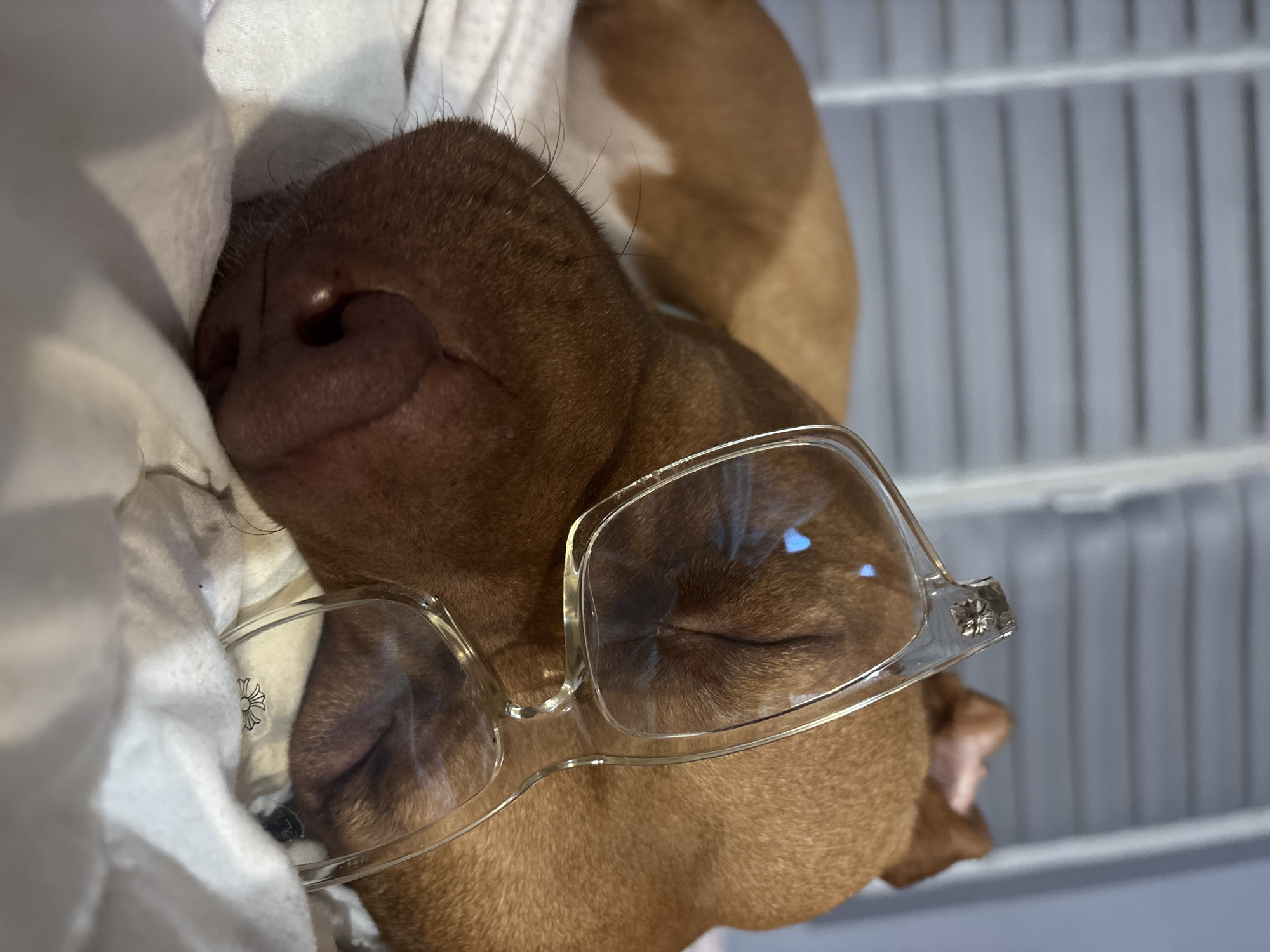 A close-up, indoor shot shows a sleeping brown dog wearing clear-framed glasses. The dog is lying on a white cloth. In the background is a white, barred structure. There is no indication of the location in Sofia, Bulgaria.