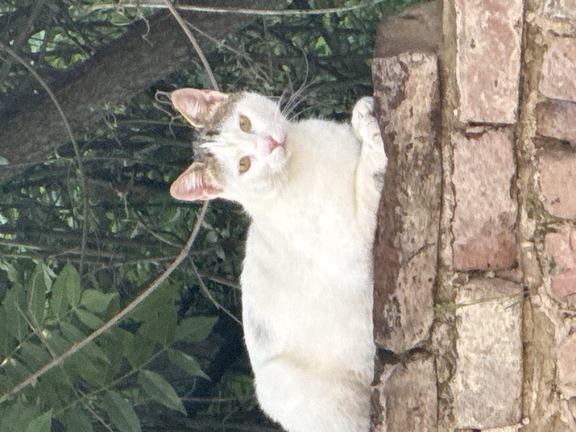 A mostly white cat with some gray markings on its head and back clings to a weathered brick wall. The wall is constructed of light brown and pink bricks, arranged in a standard staggered pattern. Behind the cat and to the left, there is dense green foliage, including branches and leaves, suggestive of a tree or bush. The cat is looking directly at the viewer with a tilted head. The location is Lovech, Bulgaria.
