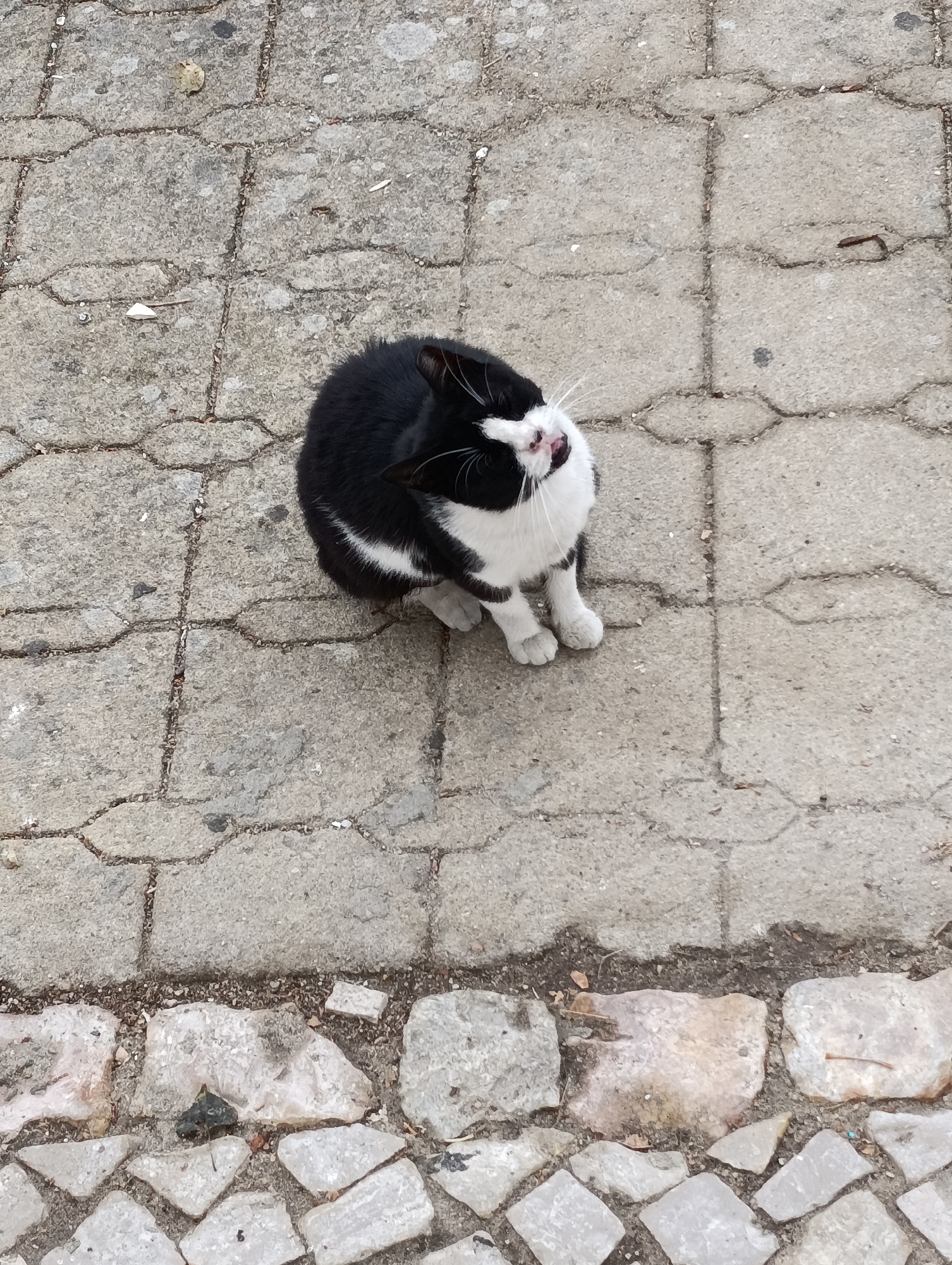 A black and white cat with white paws and chest sits on a paved sidewalk in Setúbal, Portugal. The cat is looking upwards and to its right. The sidewalk is made of grey interlocking pavers with some cracks. A border of smaller, irregular stones lines the bottom of the image. The environment is outdoor and urban.