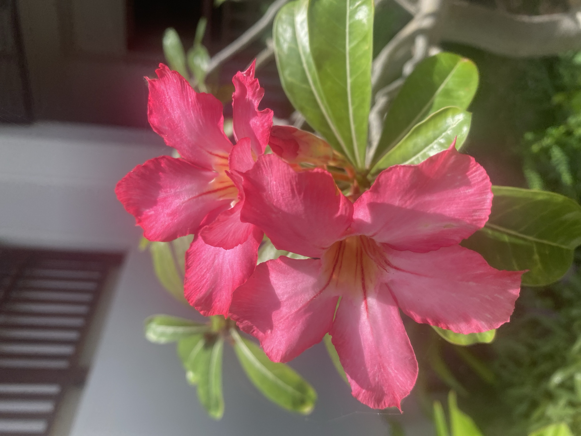 A close-up shot captures two vibrant pink Adenium flowers, also known as desert roses, in Phu Thuy Ward, Vietnam. The flowers, with their delicate, ruffled petals, are the primary focus, bathed in natural sunlight that accentuates their rich hue. Underlying the blooms are lush green leaves, providing a natural backdrop. In the blurred background, a hint of an architectural structure with vertical lines suggests a building or fence, characteristic of the residential areas found in Phu Thuy Ward. The overall impression is one of natural beauty, likely observed in a garden or outdoor setting within the mentioned Vietnamese locality.