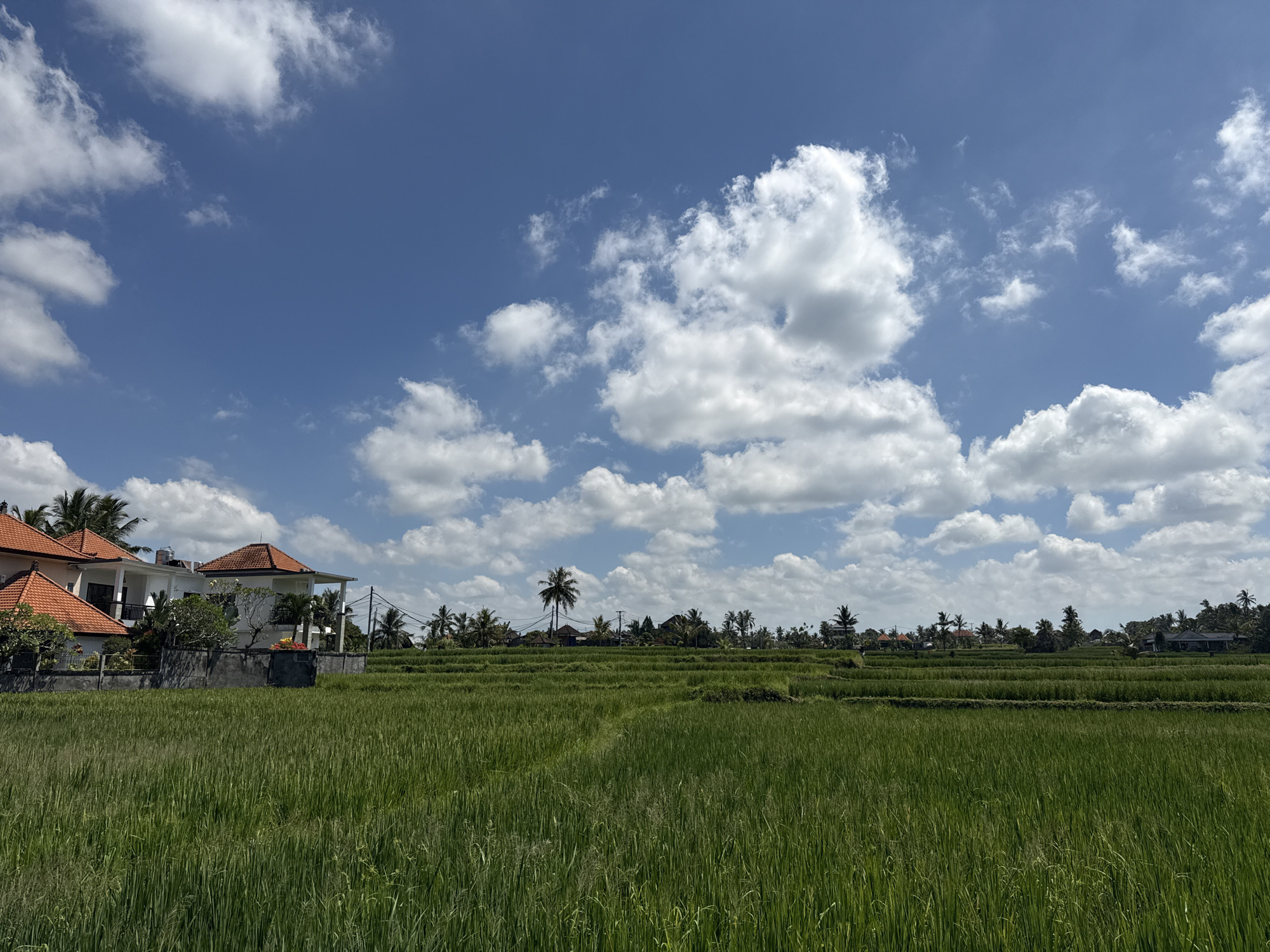 The image depicts a bright, sunny day in Pejeng, Indonesia. In the foreground, a lush green rice field stretches across the frame, exhibiting distinct terraced sections. A partially obscured residential building with orange tile roofs and white walls borders the field on the left. In the midground, scattered palm trees and other vegetation dot the horizon line, behind the rice field. Above, a vibrant blue sky is filled with numerous puffy white clouds. There are no visible people or animals in the image. The scene conveys a sense of rural tranquility.