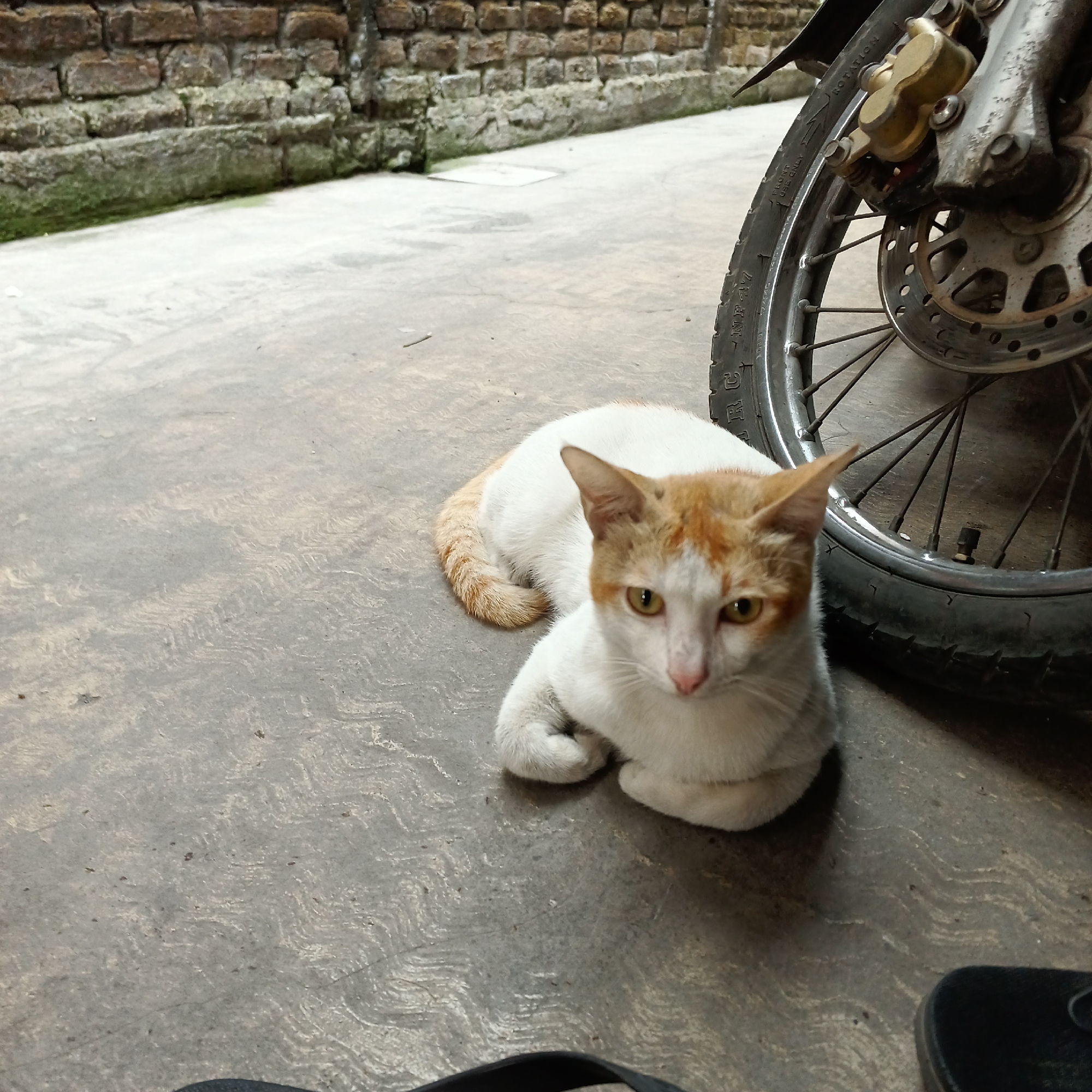 An orange and white cat with green eyes is lying on a concrete surface in front of a brick wall. The cat is facing the camera, with its front paws tucked underneath its body. To the right of the cat is the wheel of a motorcycle, with a brake caliper and disc visible. The ground is a rough, textured concrete with some debris scattered on it. The brick wall behind the cat appears old and weathered, with some moss or algae growing on it. The scene is outdoors, likely in an alleyway or a yard. This is a street-level view.