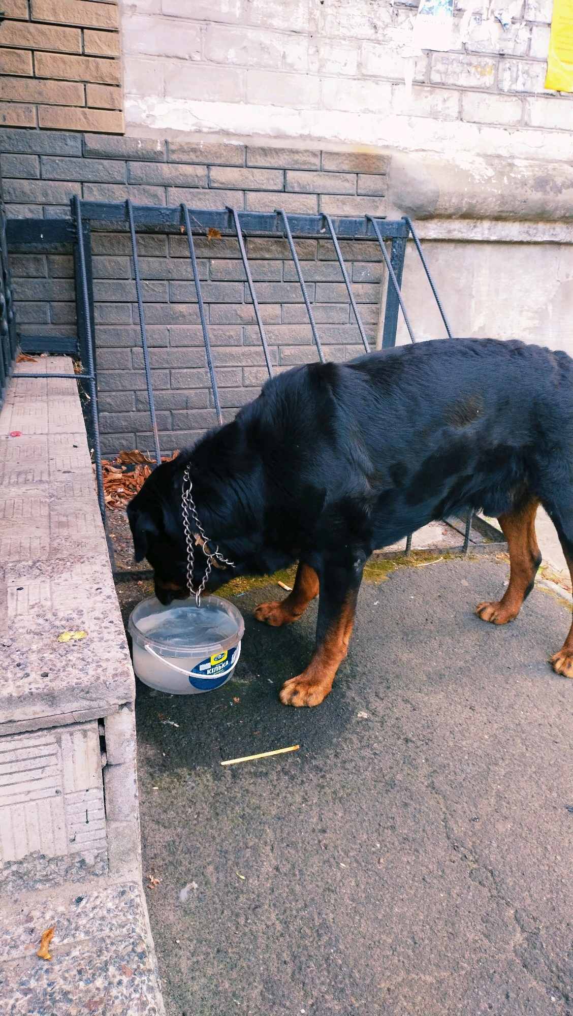 A Rottweiler is drinking water from a translucent plastic bucket. The dog has a silver chain collar and is standing on an asphalt surface. Behind the dog is a metal grate with brickwork. To the left of the dog, there is a concrete structure. In the background, the wall is made of brick and plaster. The scene is outdoors, likely in a city environment, consistent with a location in Horishni Plavni, Ukraine.