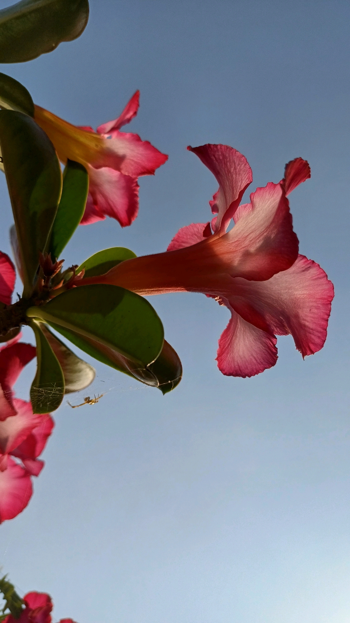 A low-angle shot captures the delicate pink and white petals of desert rose flowers against a clear blue sky. The flowers, with their ruffled edges and elongated tubes, are in sharp focus, their vibrant colors contrasting with the soft background. Green leaves frame the blossoms, adding depth to the composition. A tiny spider, almost camouflaged against a strand of its web, is visible near a cluster of leaves. The image was taken in Wonokerso, Indonesia, likely in a garden or natural setting, highlighting the beauty of local flora and fauna.