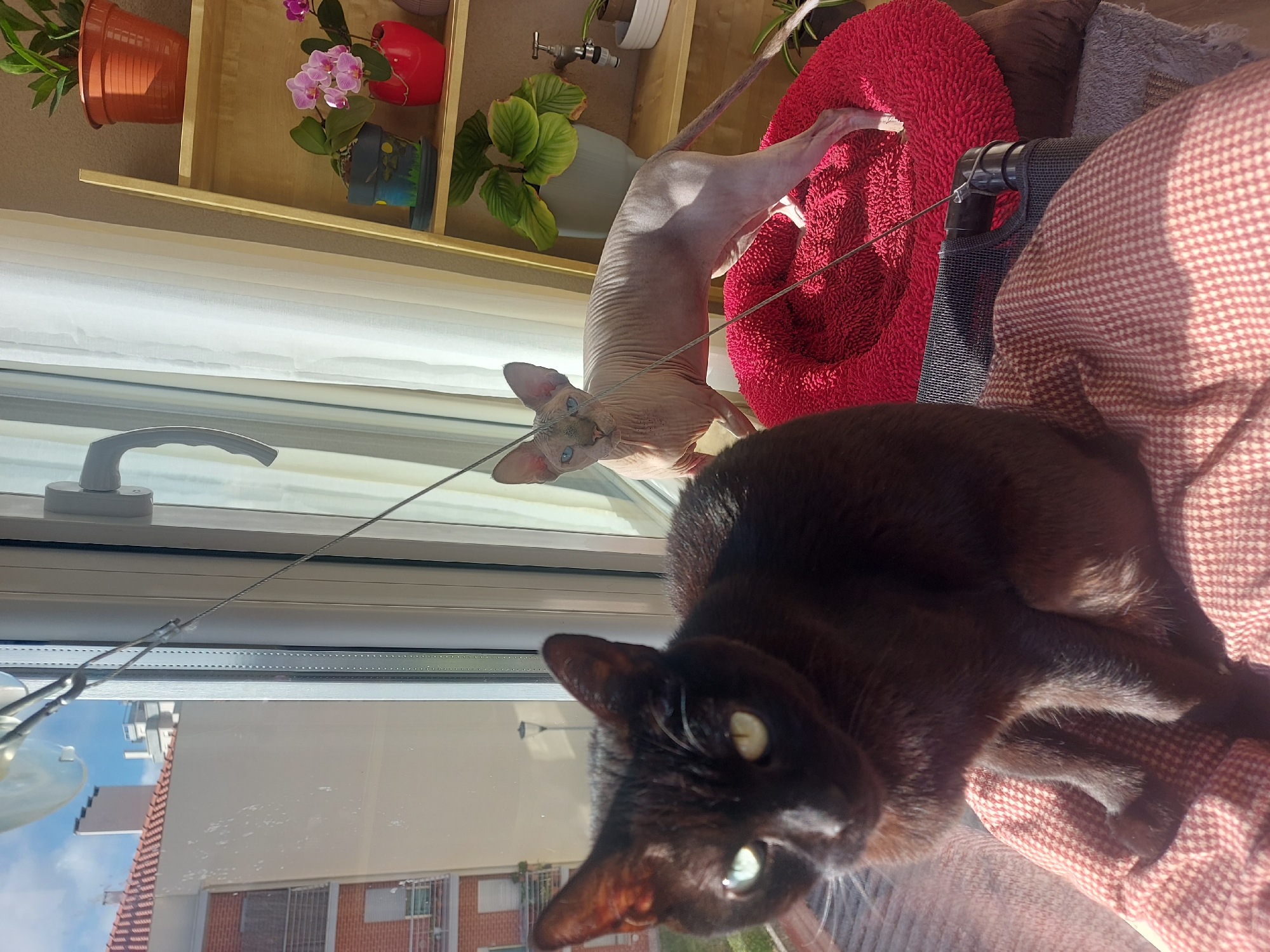 A black cat and a Sphynx cat are on a cat tree next to a window. Outside the window, a building with brick and metal trim is visible. The location is Figueira da Foz, Portugal, as determined by the building style.