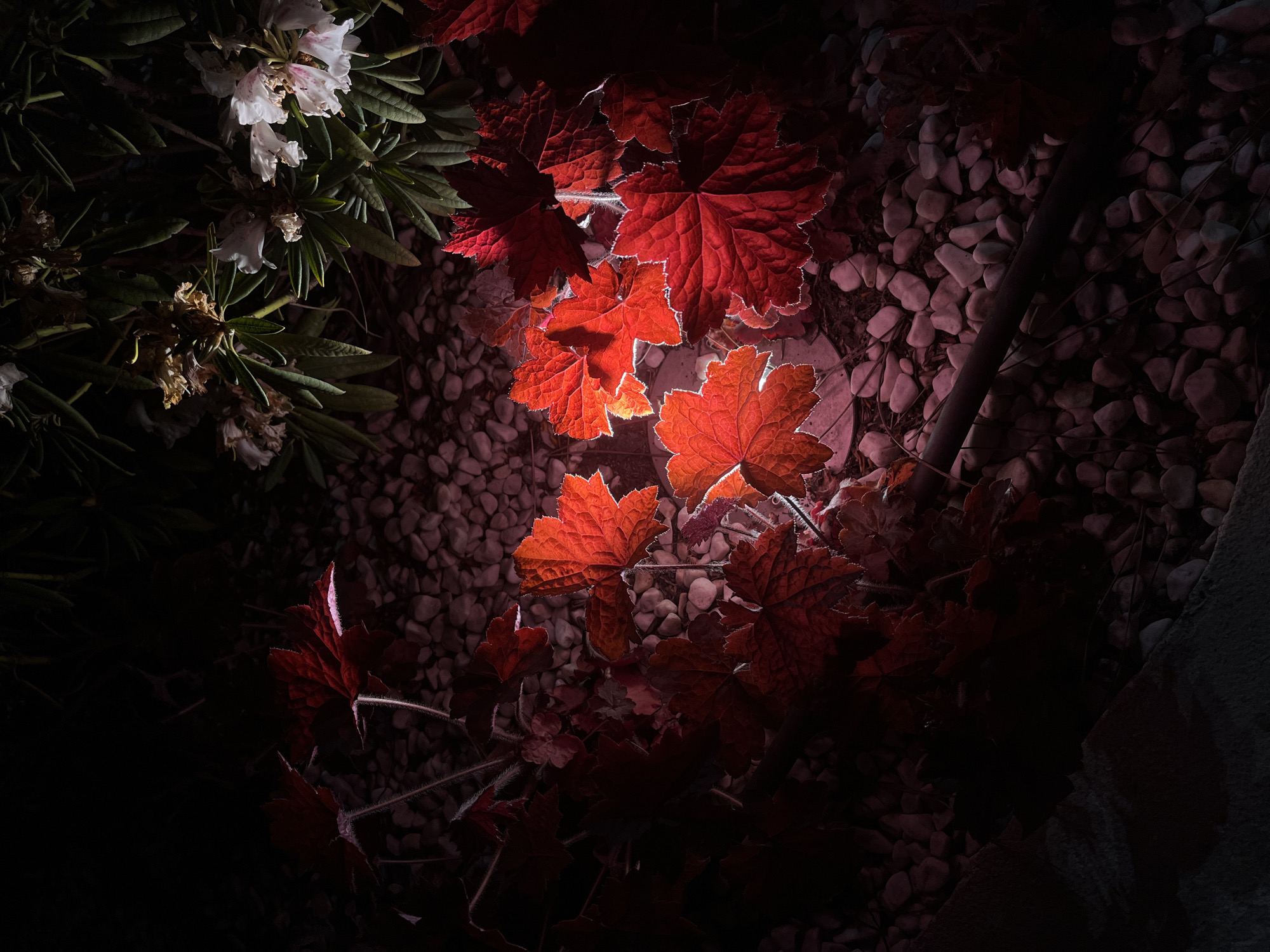 The image depicts a garden scene, likely at night, with selective lighting illuminating red-hued leaves of a plant with textured, multi-lobed foliage. These leaves are the primary focus, their veined surfaces and serrated edges are partly backlit, creating a glowing effect. To the left are white and dried blossoms with dark green leaves, likely part of a bush or small tree. The background consists of small, rounded pebbles of varying shades, from light grey to dark pink. The overall lighting is dramatic, with strong contrasts between light and shadow. There is no evidence to confirm if this scene is located in Krasnodar, Russia.