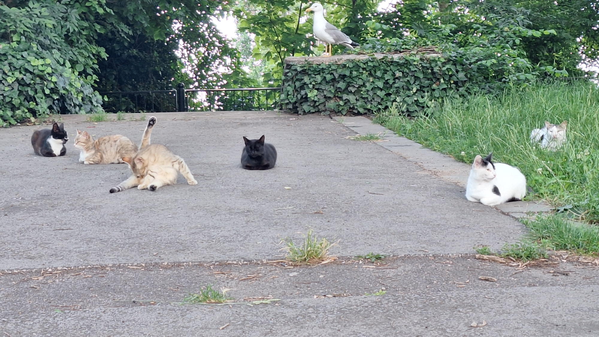 A flock of seven domestic cats and one seagull are present in an outdoor urban environment. The ground is paved with asphalt, with patches of grass and foliage visible. In the foreground, on the left, a black and white cat is sitting. To its right, a tabby cat is lying down. Further to the right, a light brown tabby cat is grooming itself with its hind leg raised. In the center of the paved area, a solid black cat is sitting. To the right of the black cat, a white cat with black markings is lying down. Further back in the grass on the right, another cat, partially obscured by the grass, is lying down, appearing to be white with some dark markings. In the background, a seagull is perched on a stone wall covered in ivy. Behind the wall, trees and foliage are visible, suggesting a park or garden setting. The overall scene appears to be located in the city of Varna, Bulgaria, possibly in a park.