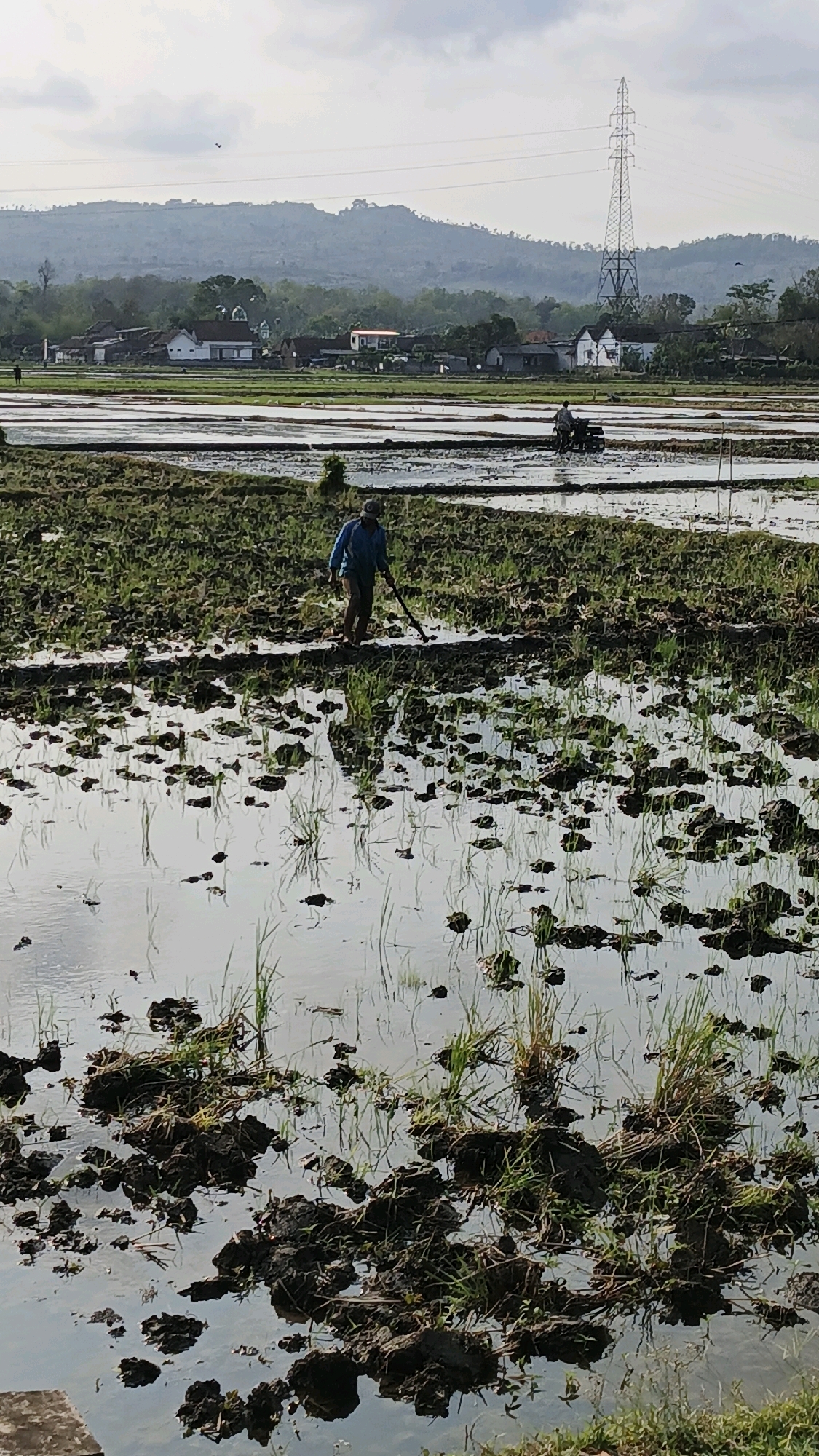 A farmer is working in a flooded rice paddy in Tanggulwelahan, Indonesia. The farmer is wearing a blue shirt and brown pants and is holding a hoe. The rice paddy is filled with water and mud, and there are clumps of grass and dirt scattered throughout. In the background, there are houses and a power line tower. The sky is cloudy.