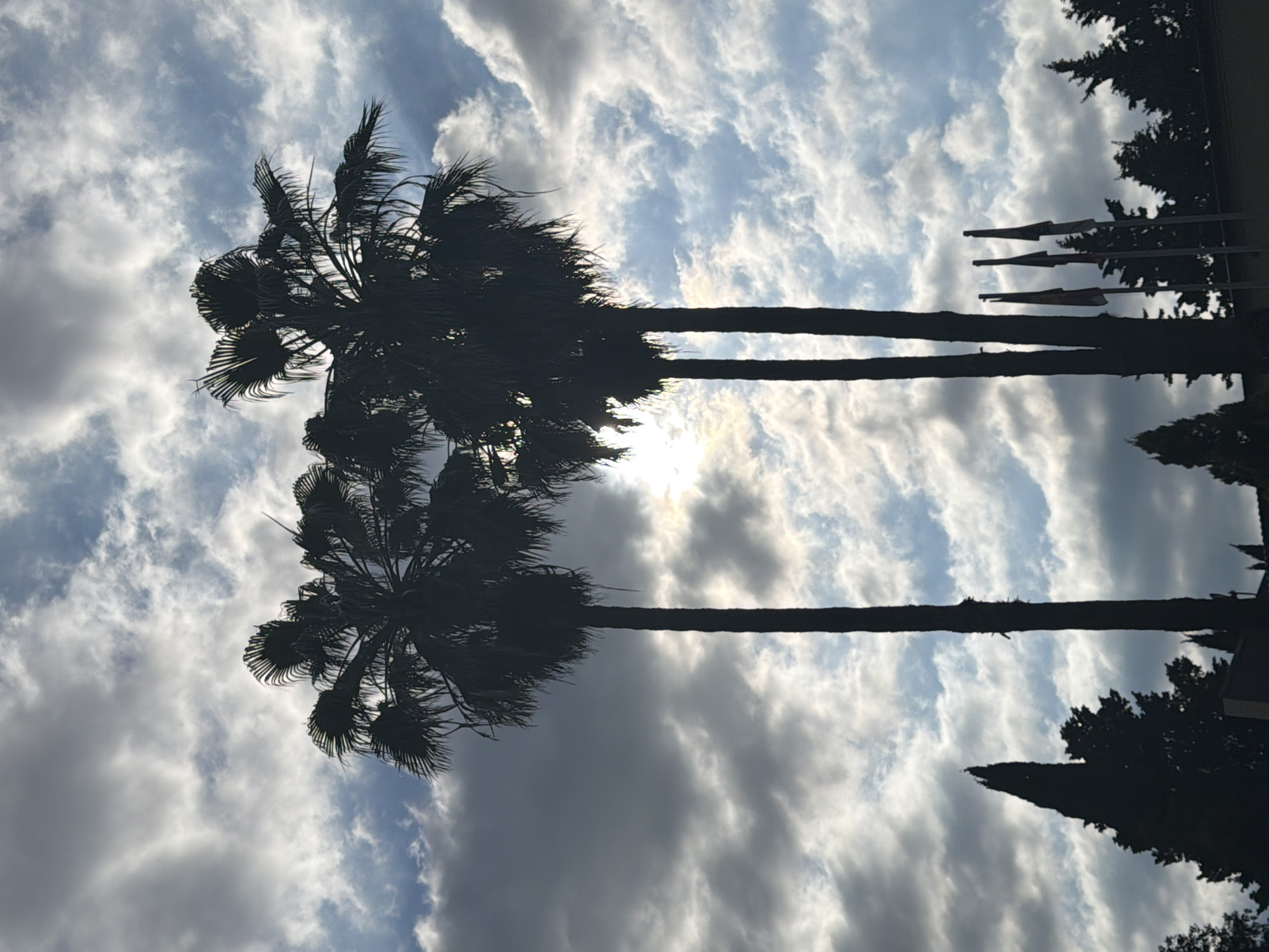 This media file captures a silhouetted view of palm trees against a dramatic sky. The scene is oriented vertically, with the palm fronds at the top and the trunks extending downwards. Two prominent palm trunks dominate the foreground, appearing as dark vertical lines against a backdrop of textured clouds. The sky is a mix of light blue and heavy gray clouds, suggesting a day with variable weather. Sunlight filters through the clouds in places, creating bright patches and adding depth to the sky.
In the upper right portion of the image, a building and evergreen trees are visible in silhouette, providing a hint of a developed area. Three flagpole-like objects are also silhouetted against the sky, suggesting a public or institutional setting. The overall impression is one of a late afternoon or early evening sky, given the contrast and the filtering sunlight. The presence of palm trees, combined with the provided location context of Sochi, Russia, suggests a subtropical or coastal environment. The image evokes a sense of natural beauty and the dynamic interplay of light and shadow in the sky. No people are visible in the media file. There is no visible text.