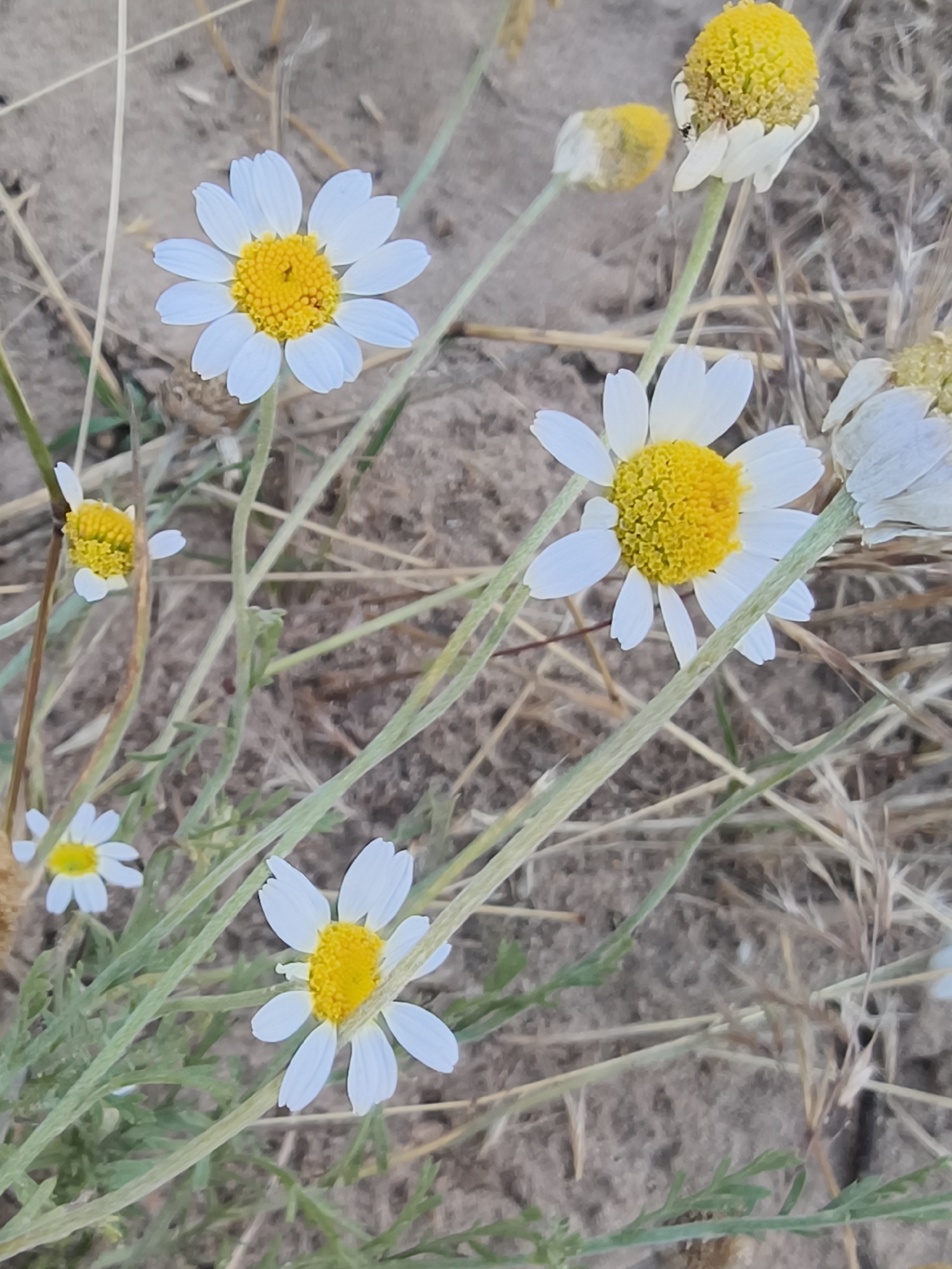 A close-up, low-angle shot depicts several white daisies with yellow centers scattered across a dry, sandy ground. The flowers are varied in their stages of bloom, with some fully open and others in bud or wilting. Green stems and thin blades of dry grass intertwine throughout the frame, creating a natural, outdoor scene. The background is blurred, focusing attention on the delicate details of the flowers. The location is identified as Shyroke, Ukraine.